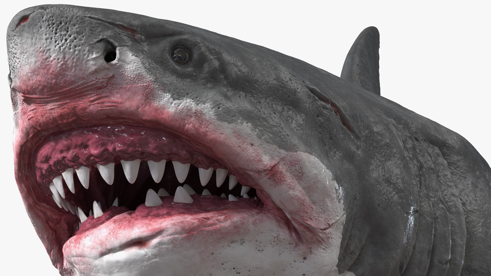 3D Megalodon Swimming Pose model