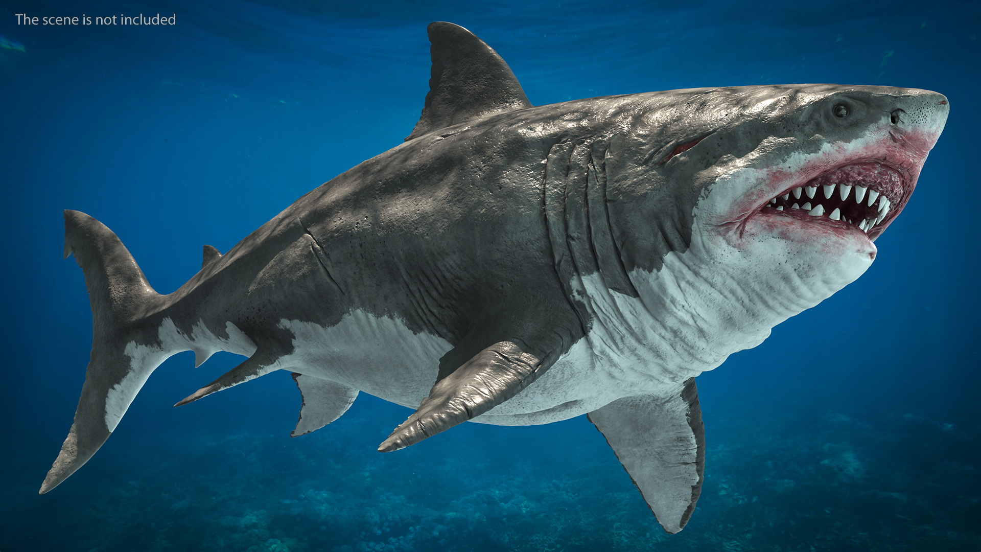 3D Megalodon Swimming Pose model