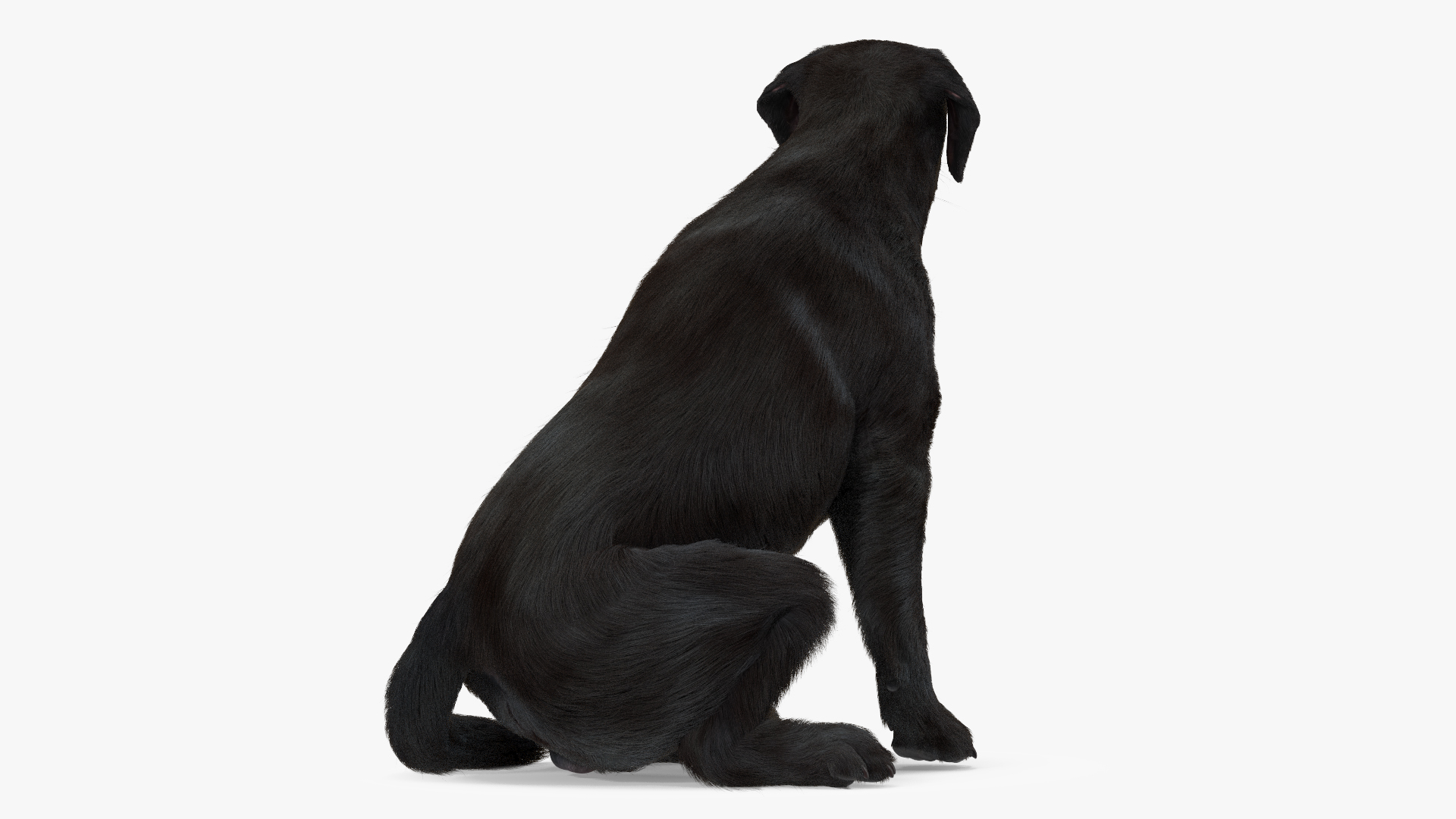 3D model Labrador Dog Black Sitting Fur