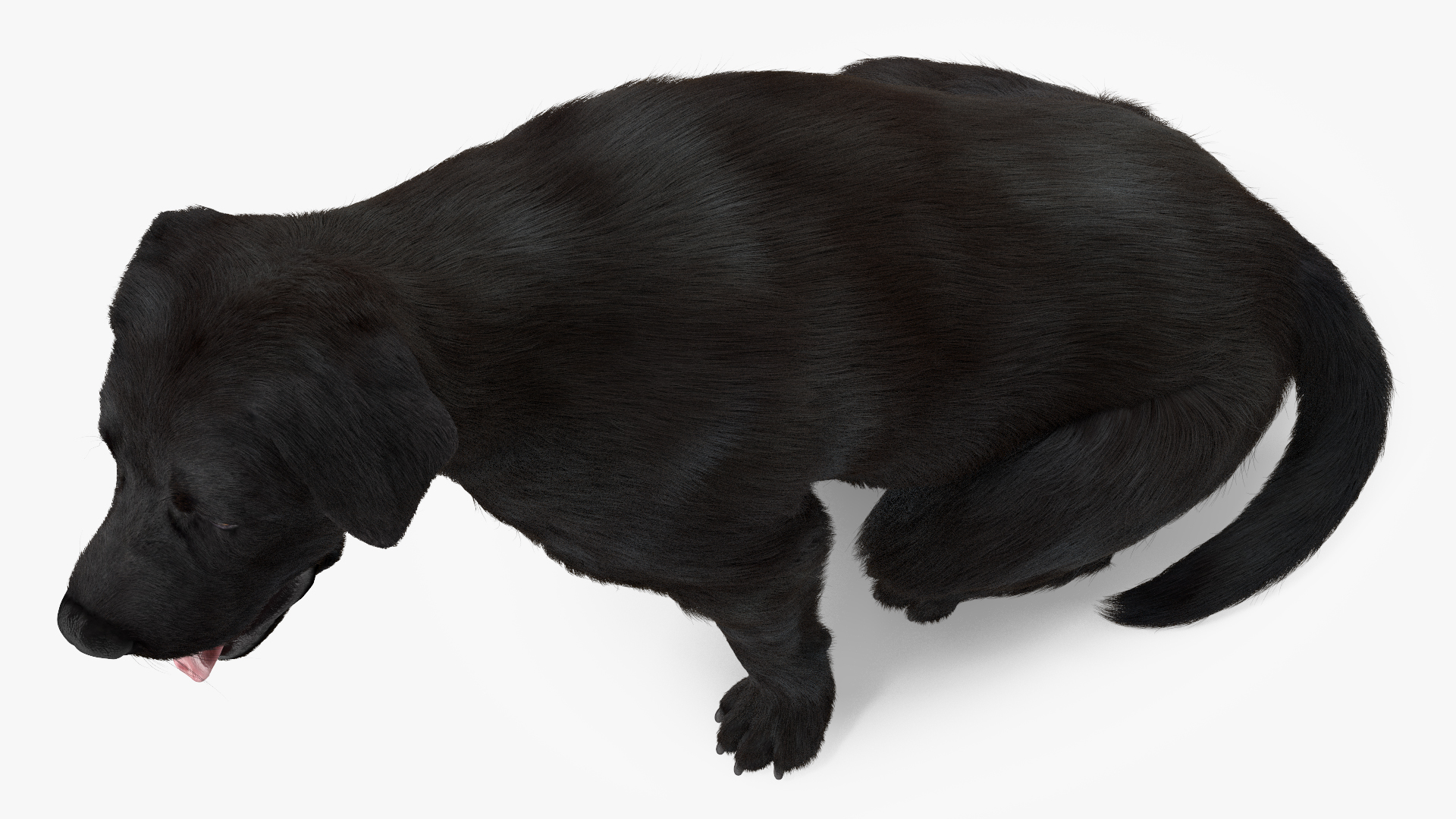 3D model Labrador Dog Black Sitting Fur