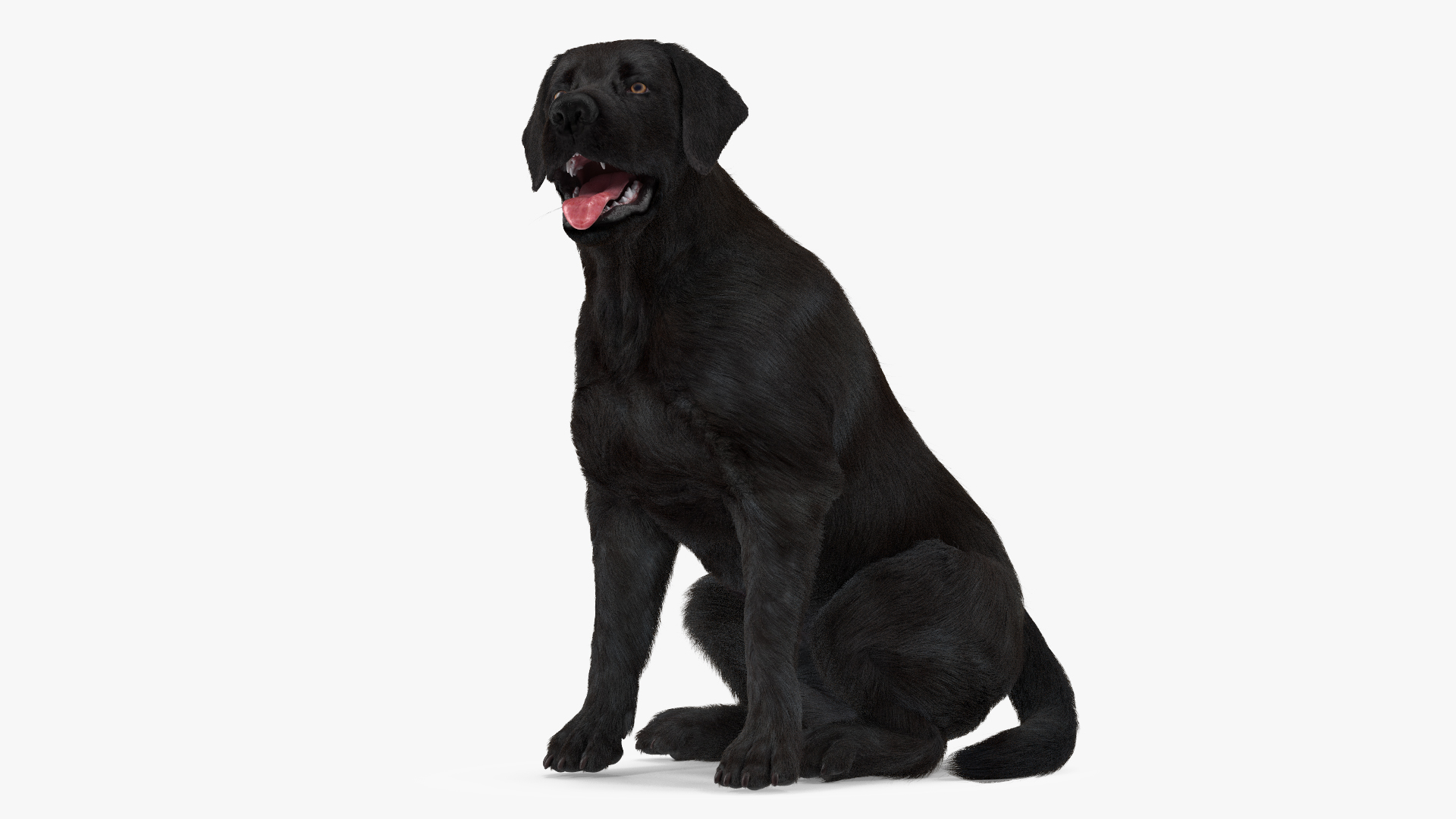 3D model Labrador Dog Black Sitting Fur