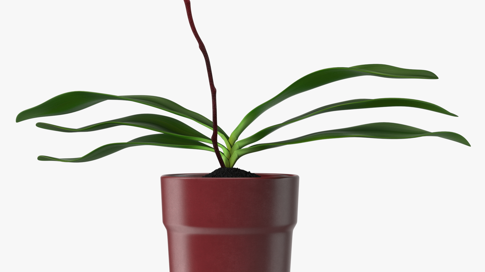 Pink Orchid in Red Pot 3D