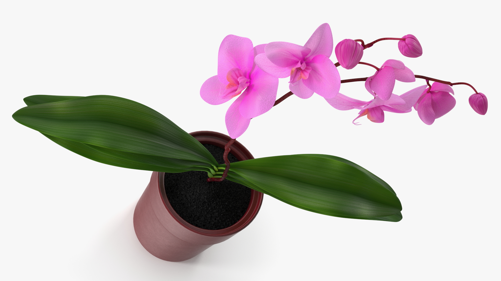 Pink Orchid in Red Pot 3D