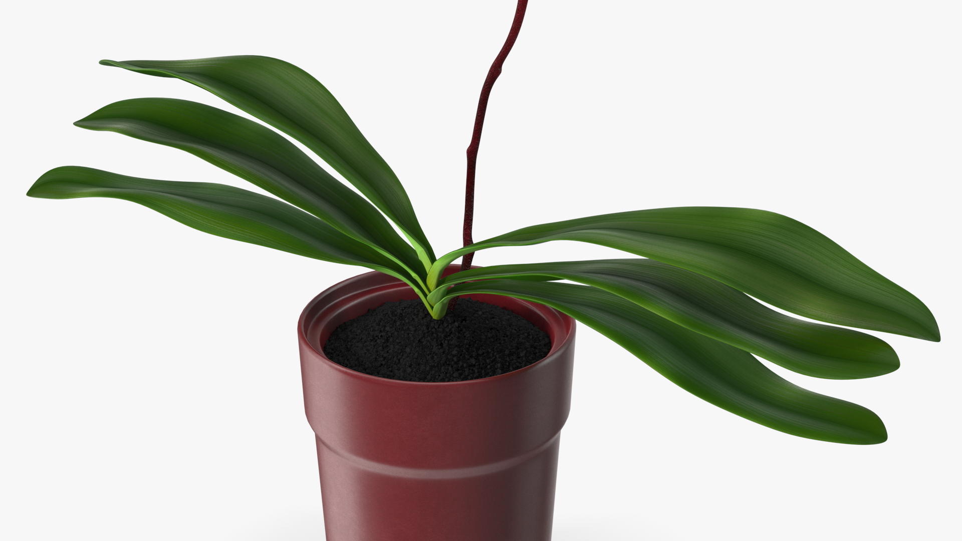 Pink Orchid in Red Pot 3D