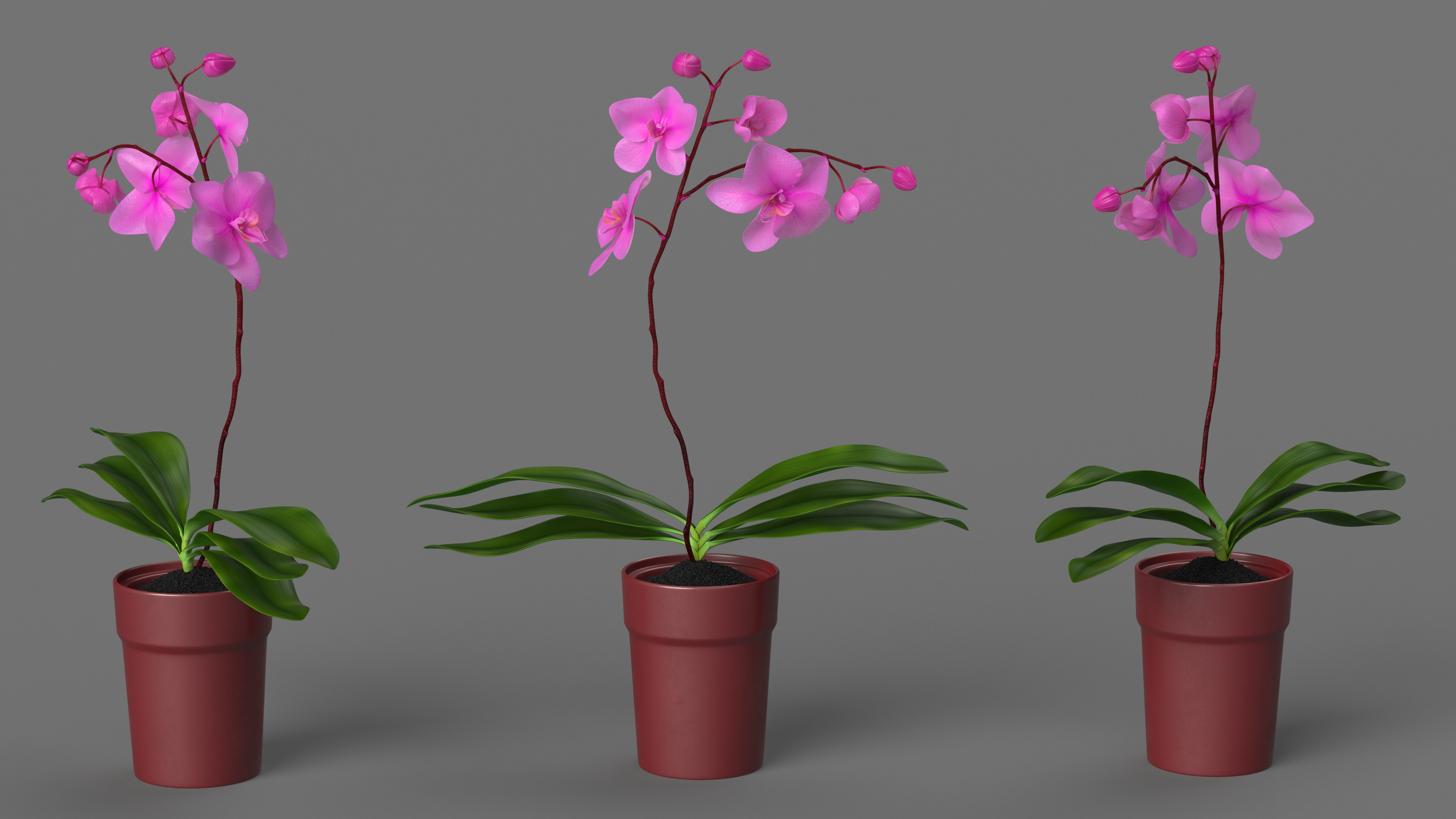 Pink Orchid in Red Pot 3D