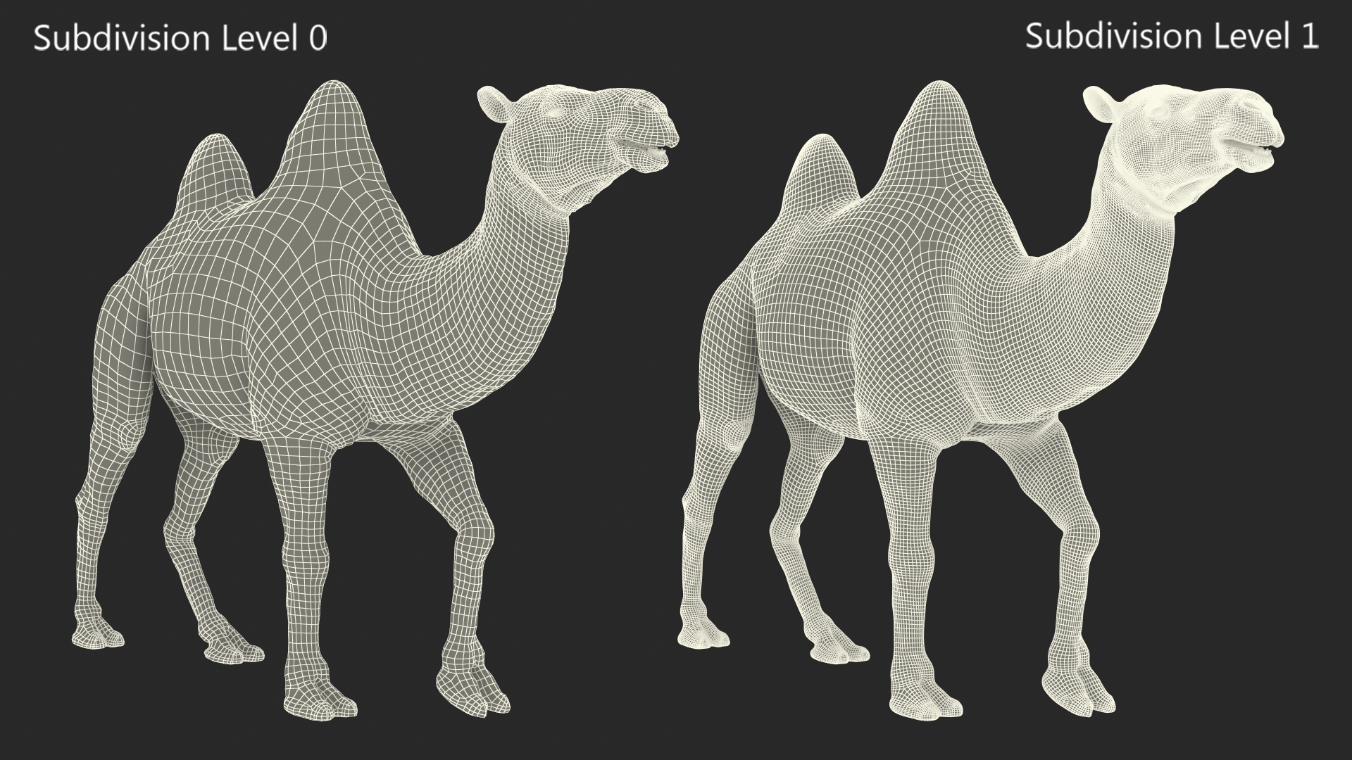 Bactrian Camel Walking Pose 3D