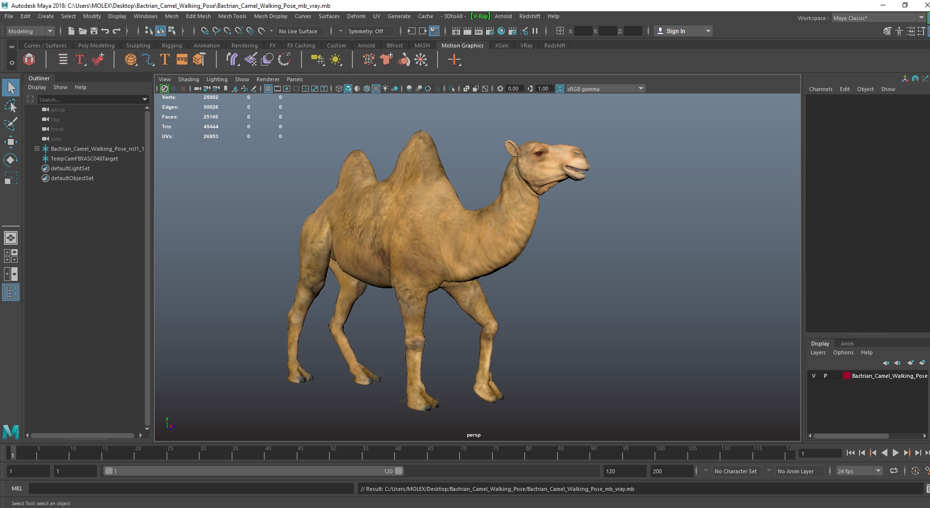 Bactrian Camel Walking Pose 3D