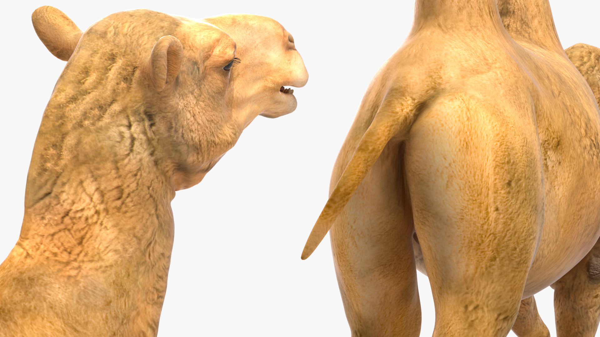 Bactrian Camel Walking Pose 3D