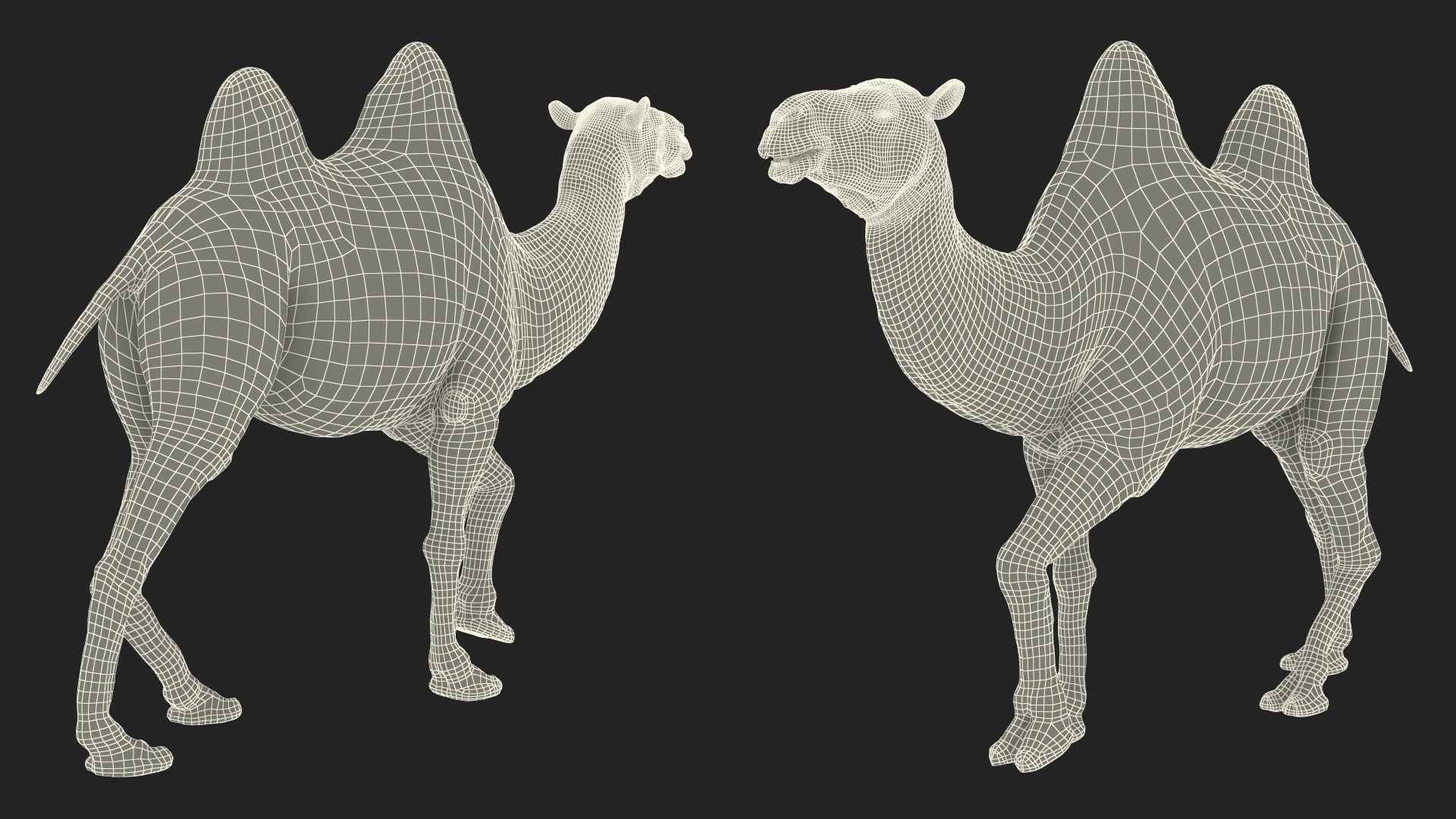 Bactrian Camel Walking Pose 3D