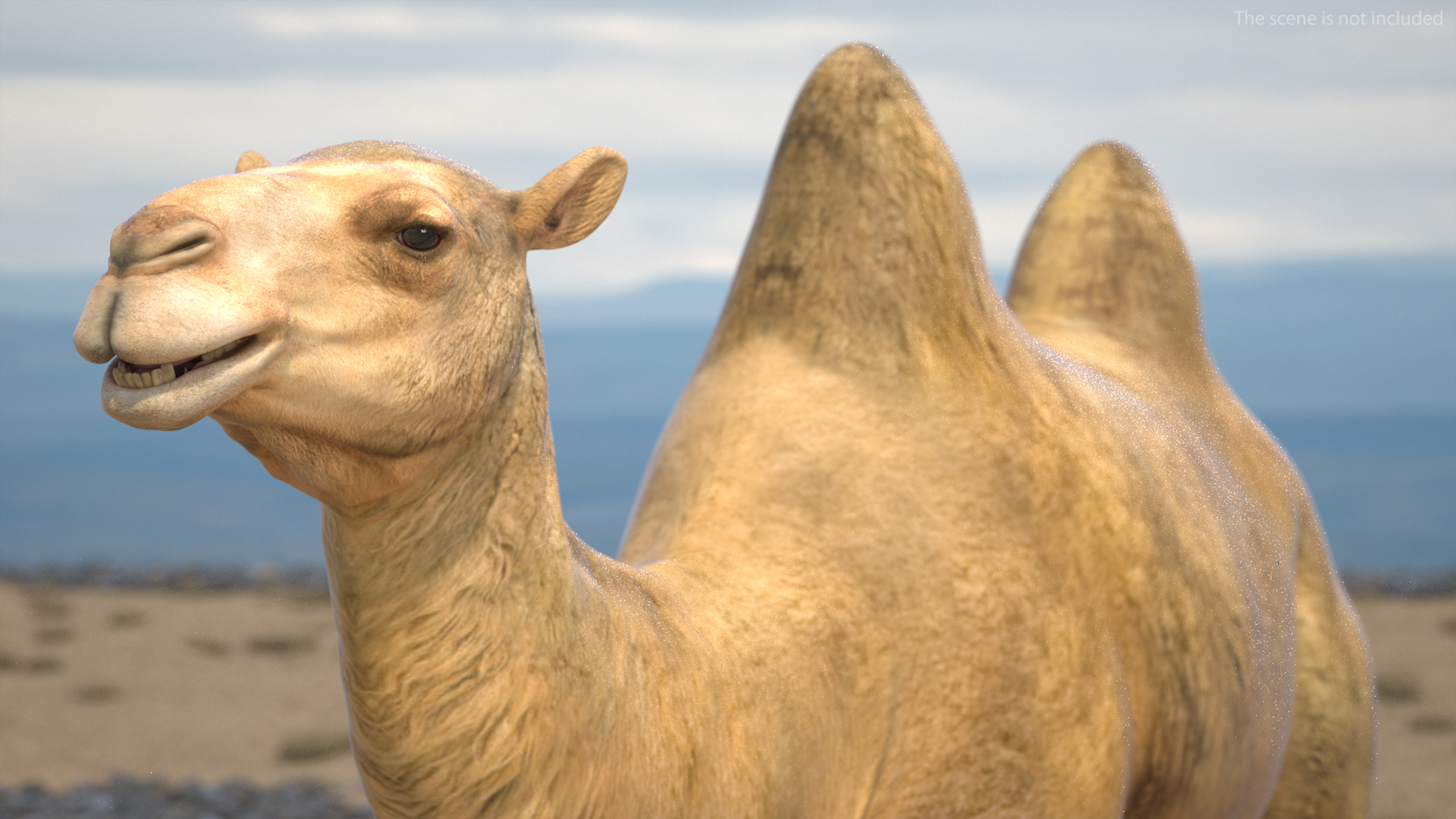 Bactrian Camel Walking Pose 3D