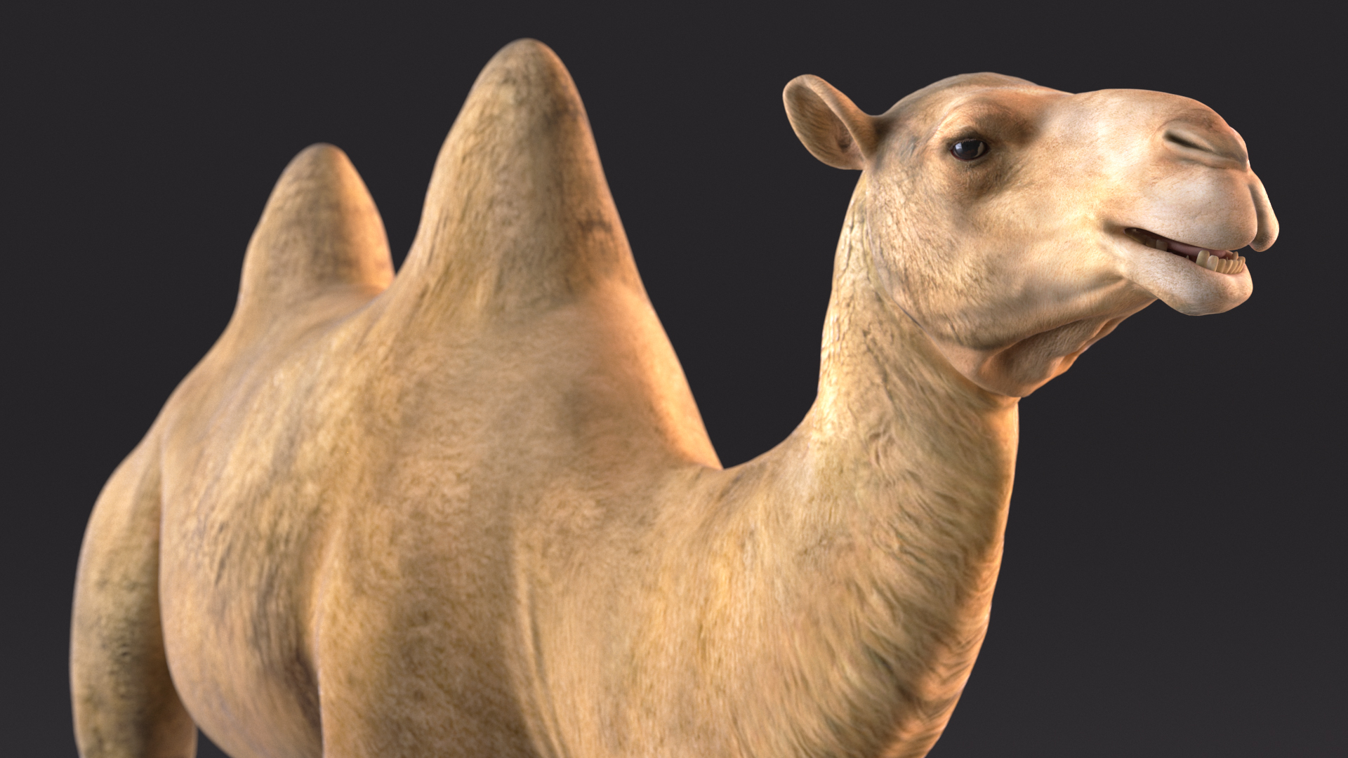 Bactrian Camel Walking Pose 3D