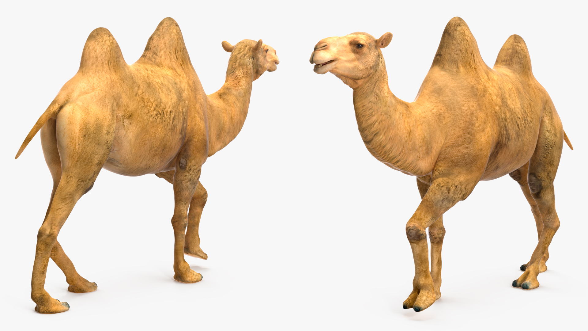 Bactrian Camel Walking Pose 3D