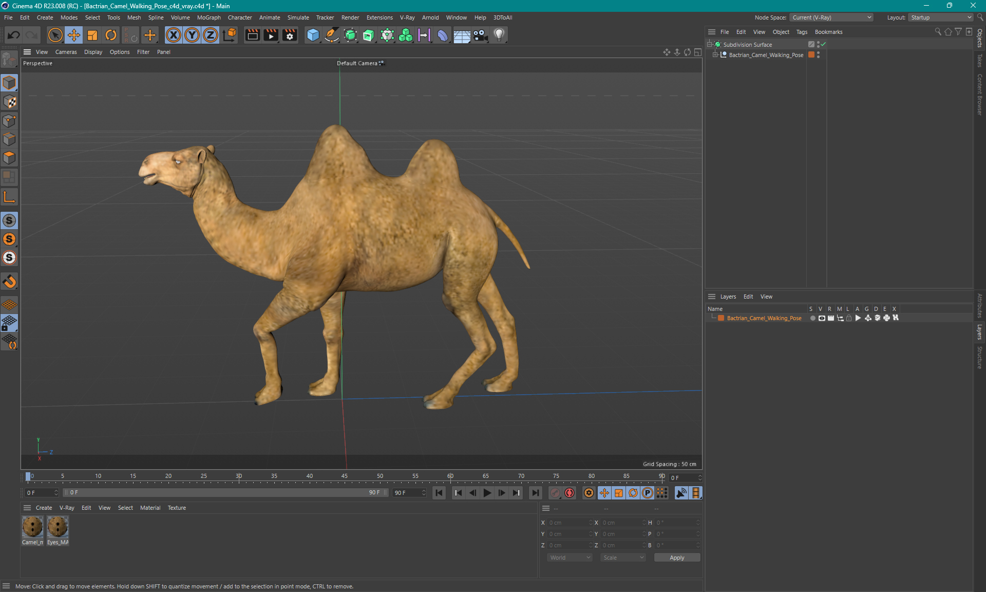 Bactrian Camel Walking Pose 3D