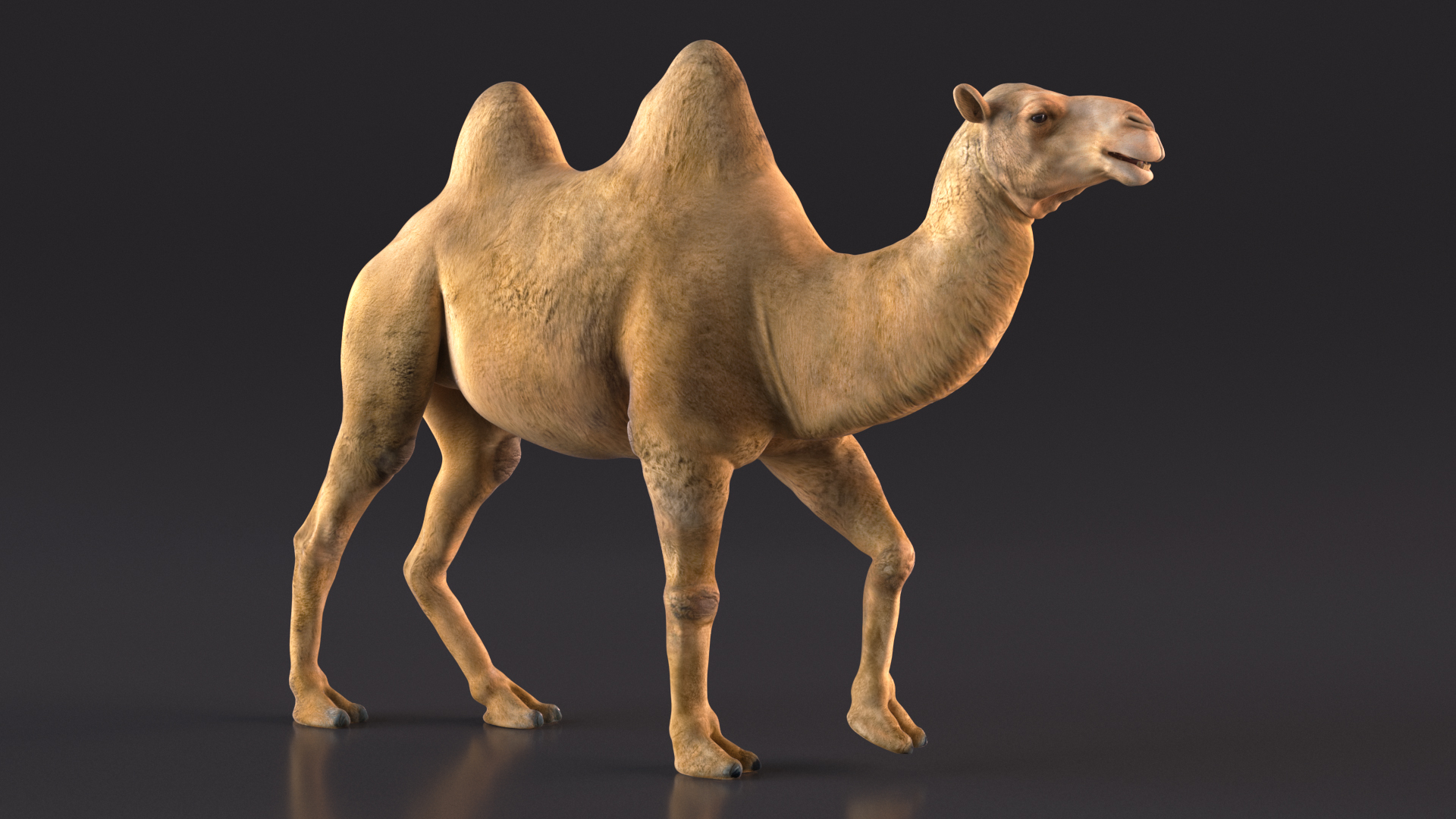 Bactrian Camel Walking Pose 3D