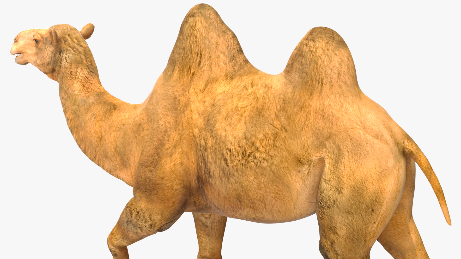 Bactrian Camel Walking Pose 3D