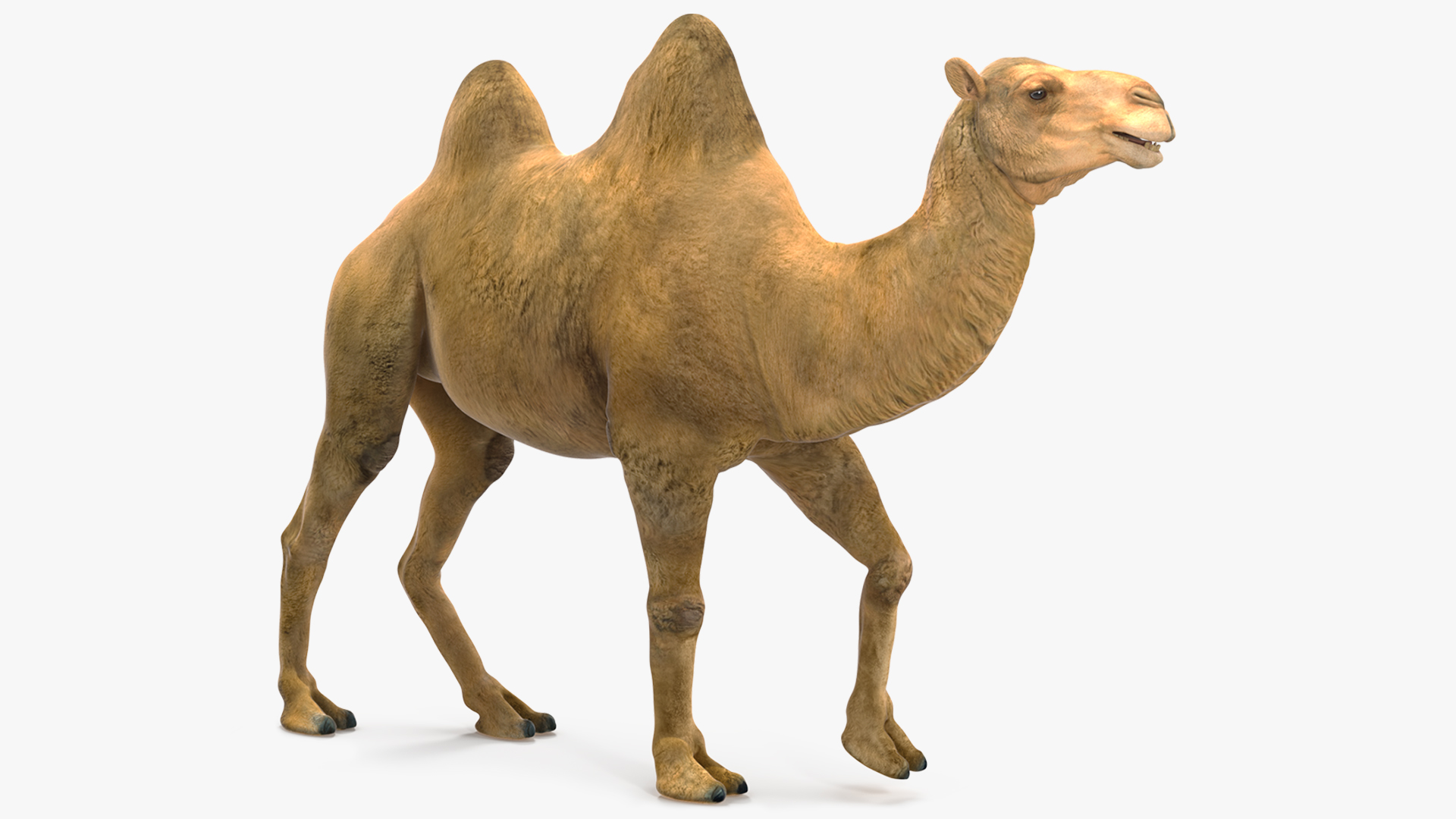 Bactrian Camel Walking Pose 3D