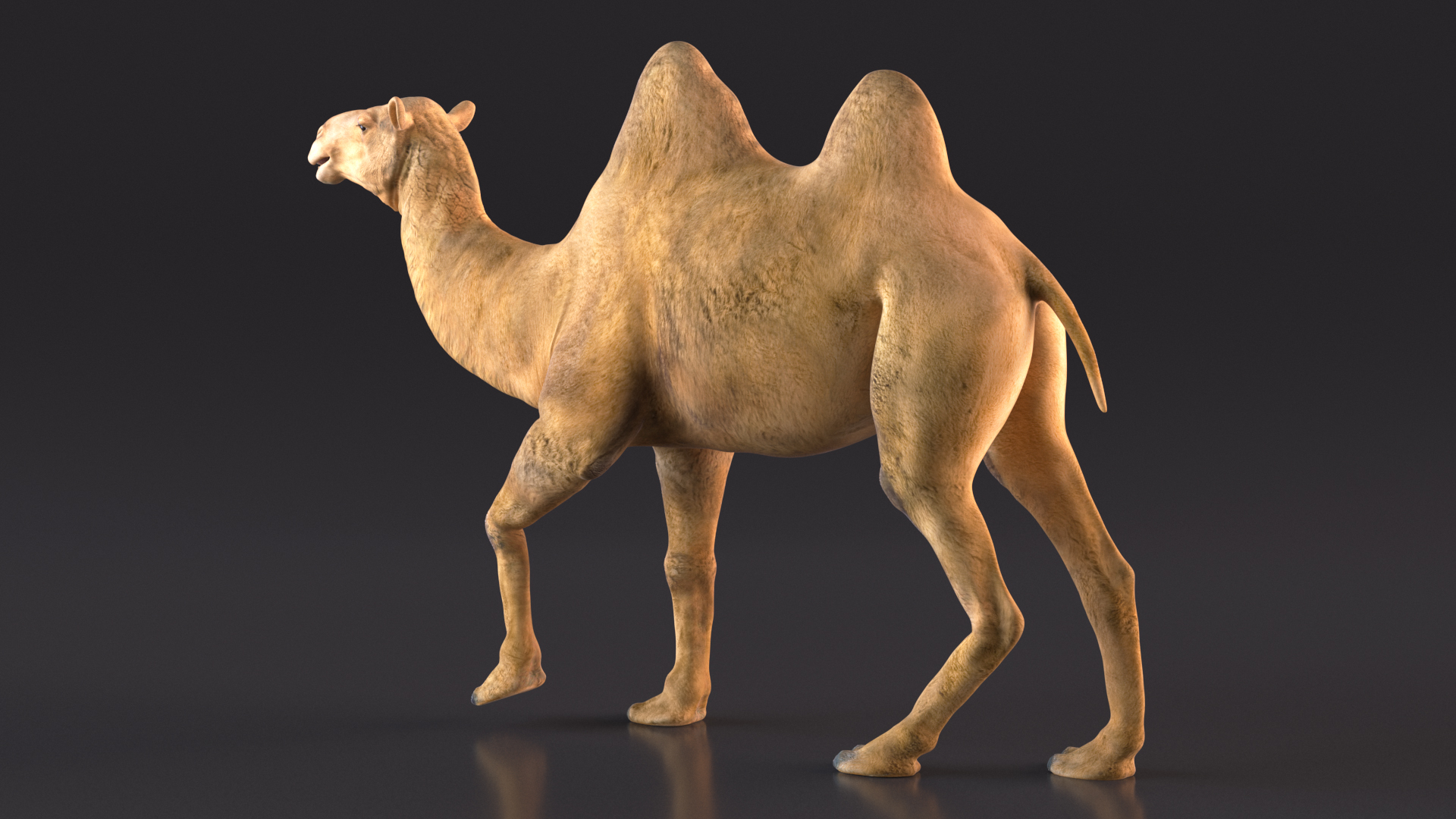 Bactrian Camel Walking Pose 3D