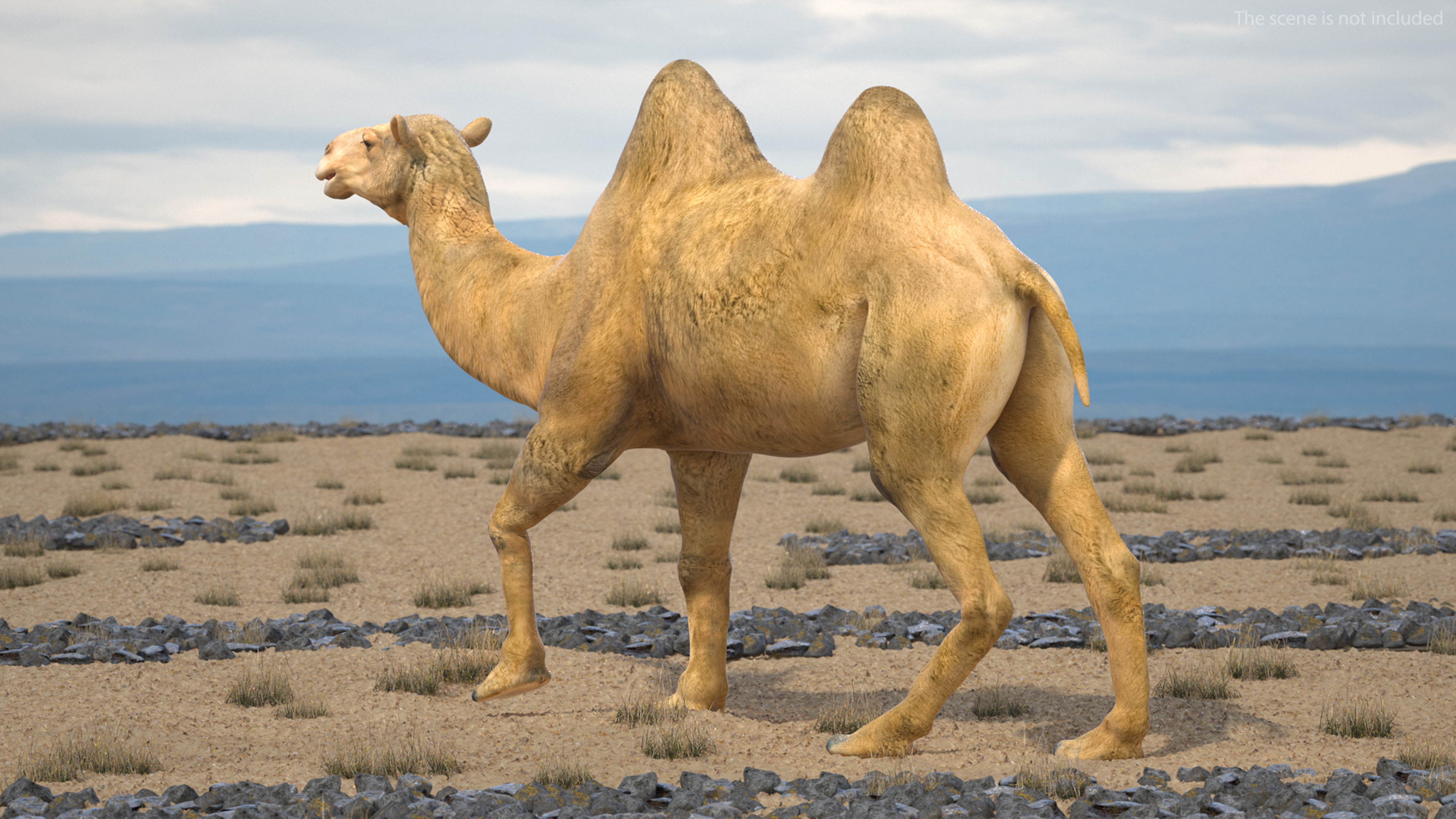 Bactrian Camel Walking Pose 3D