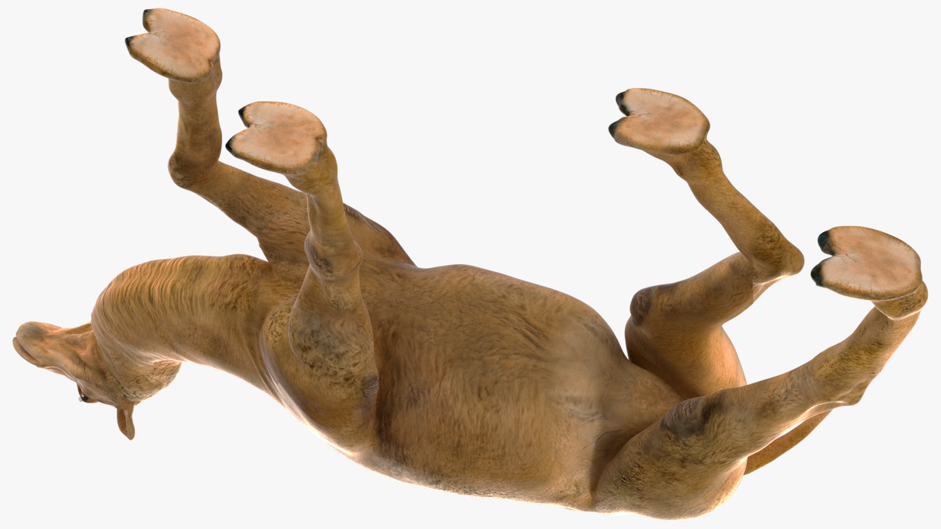 Bactrian Camel Walking Pose 3D