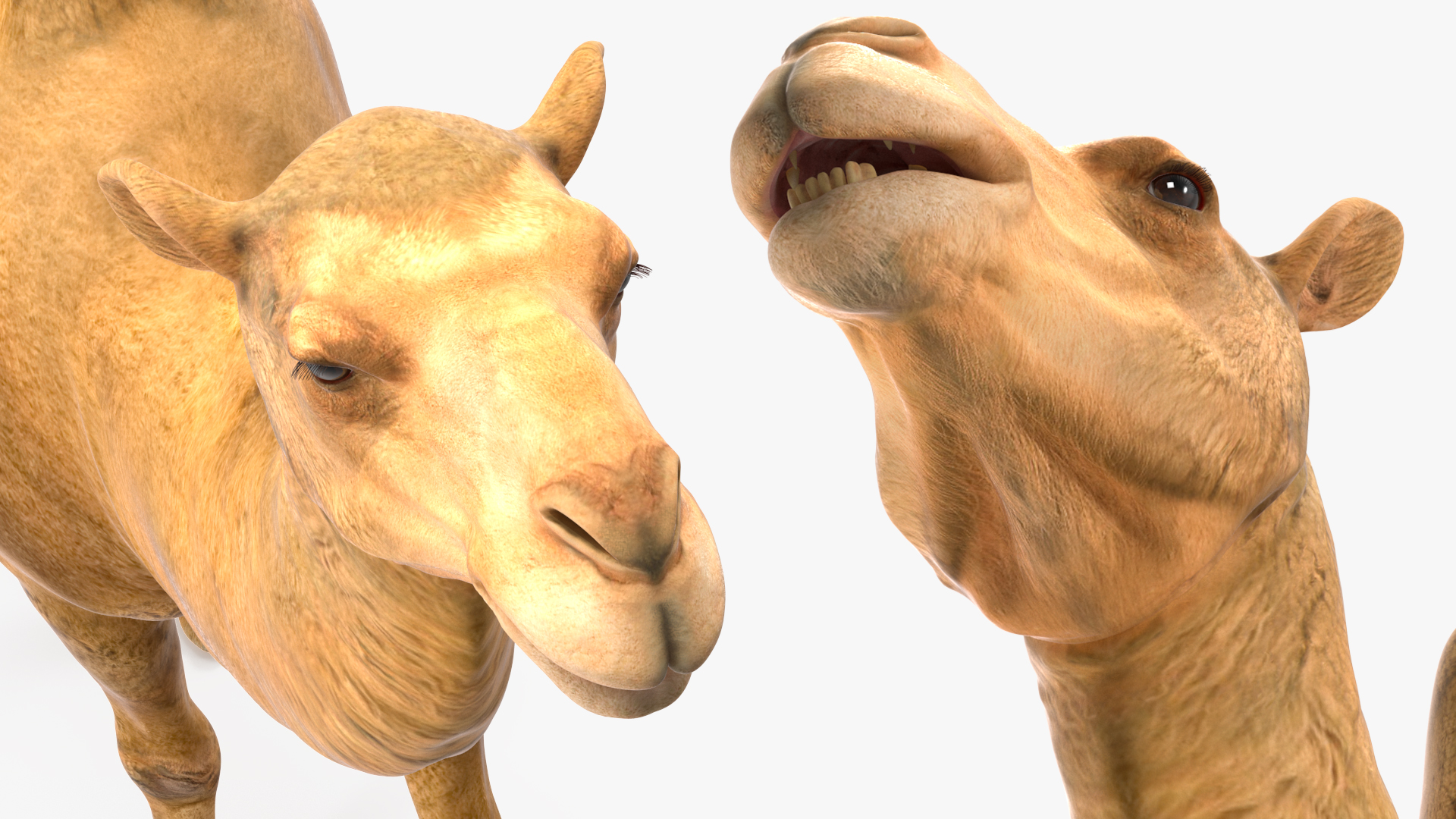 Bactrian Camel Walking Pose 3D