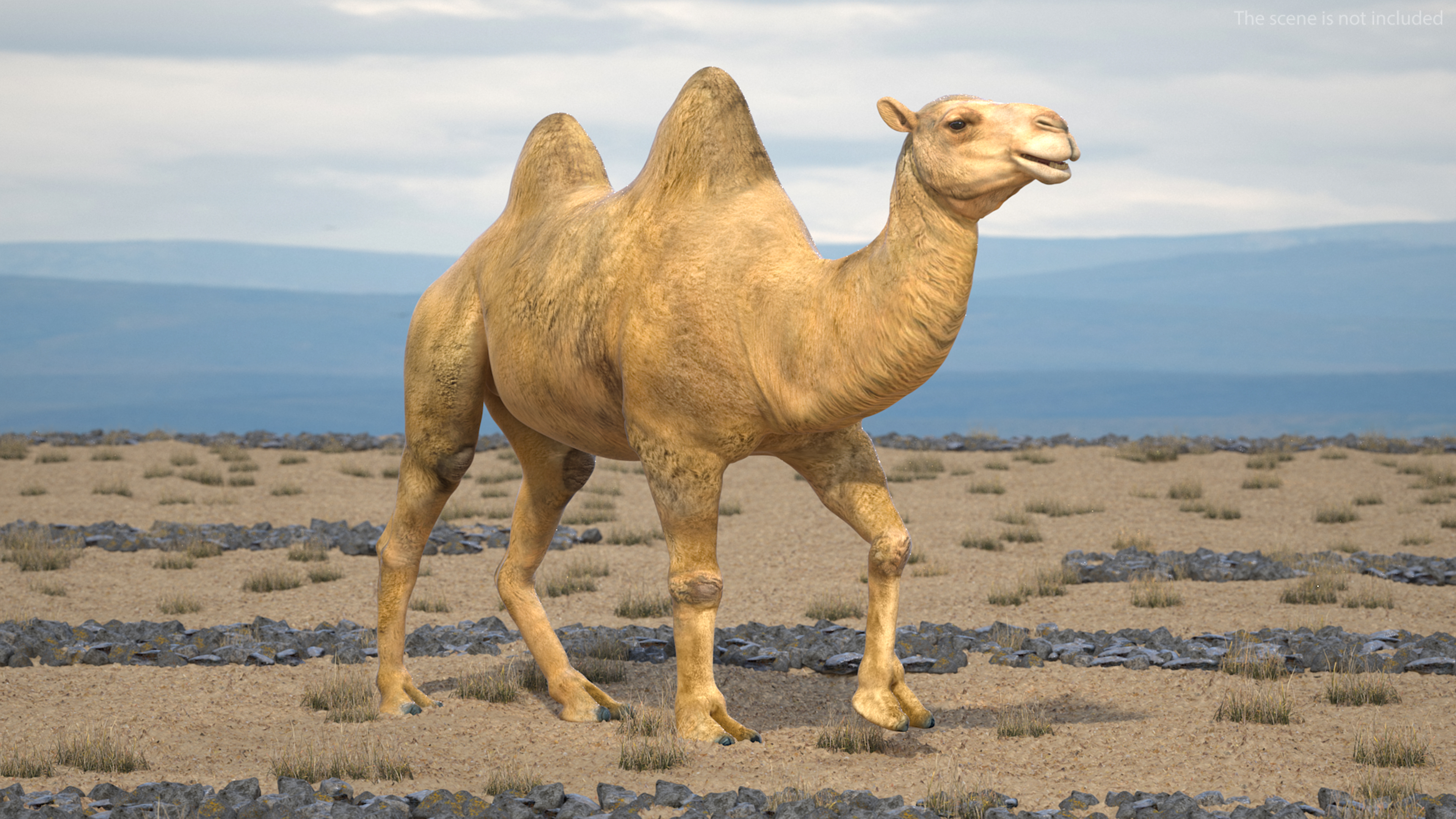 Bactrian Camel Walking Pose 3D