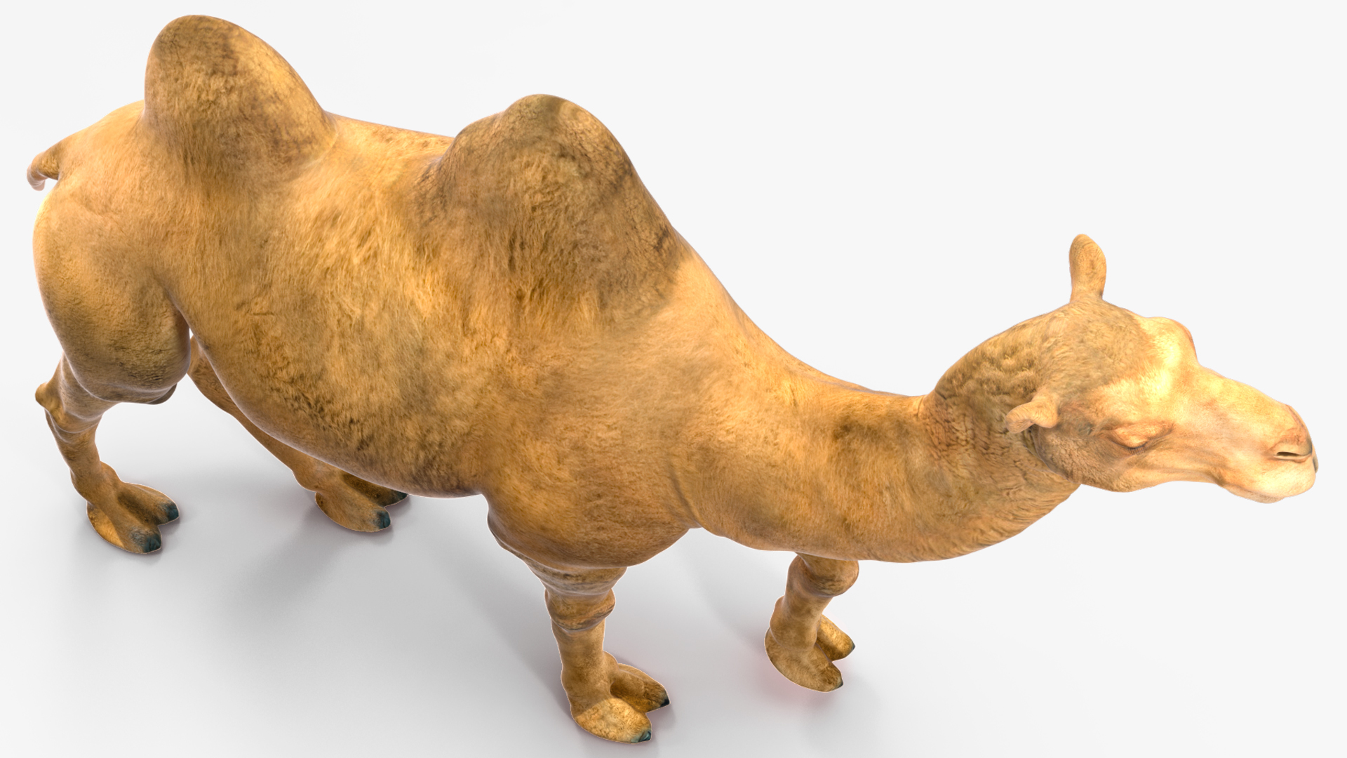 Bactrian Camel Walking Pose 3D