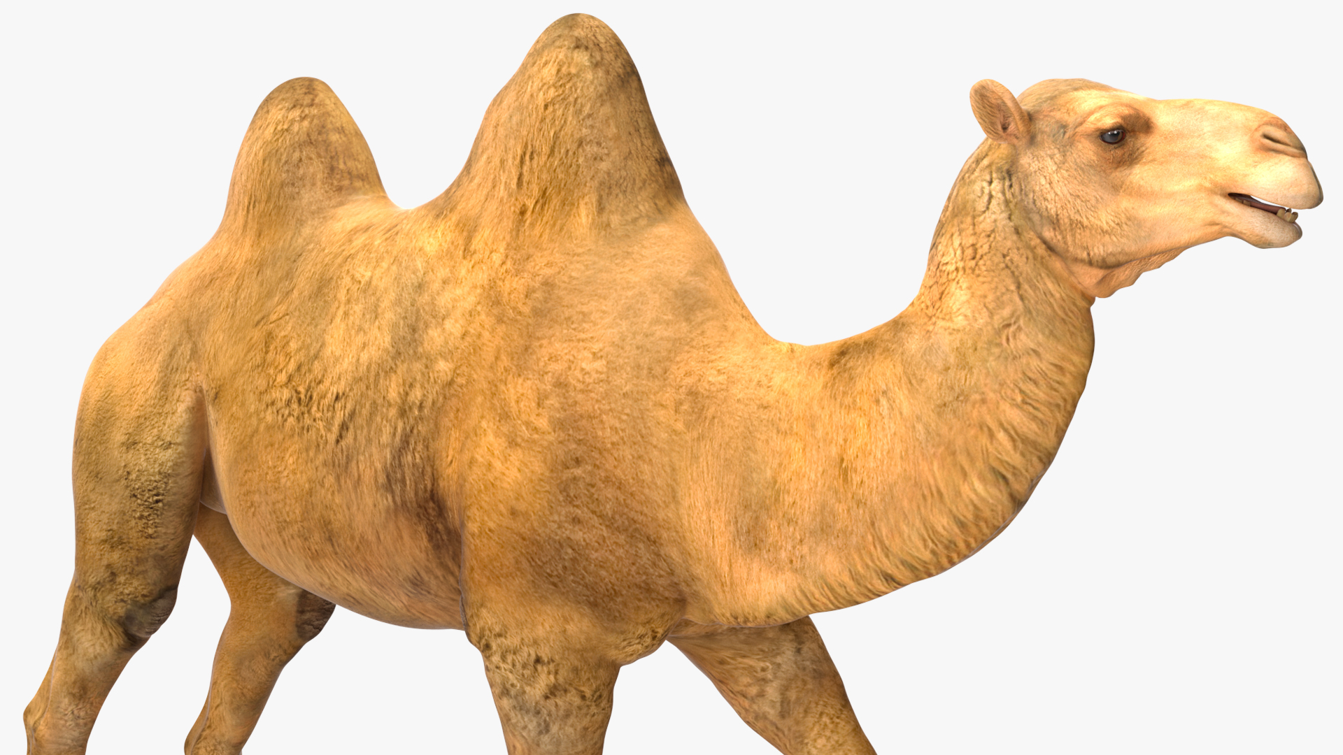 Bactrian Camel Walking Pose 3D