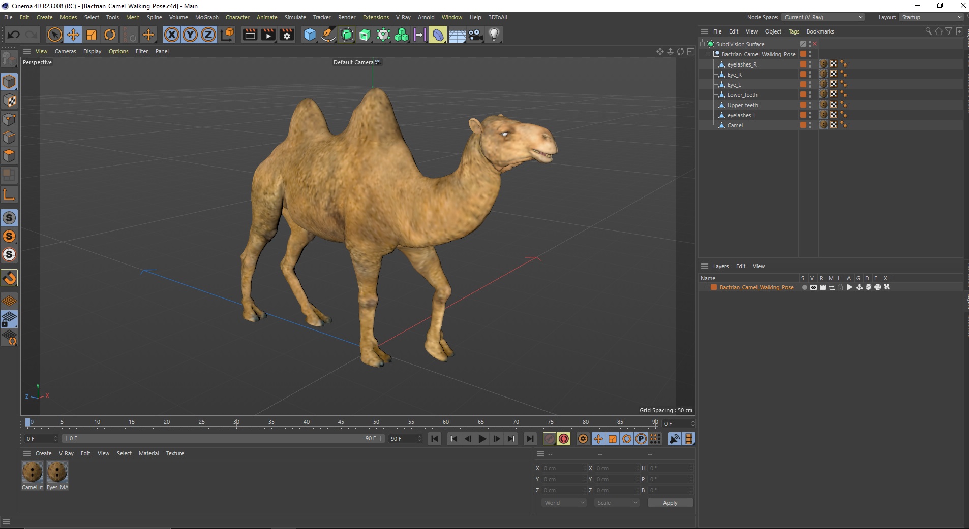 Bactrian Camel Walking Pose 3D