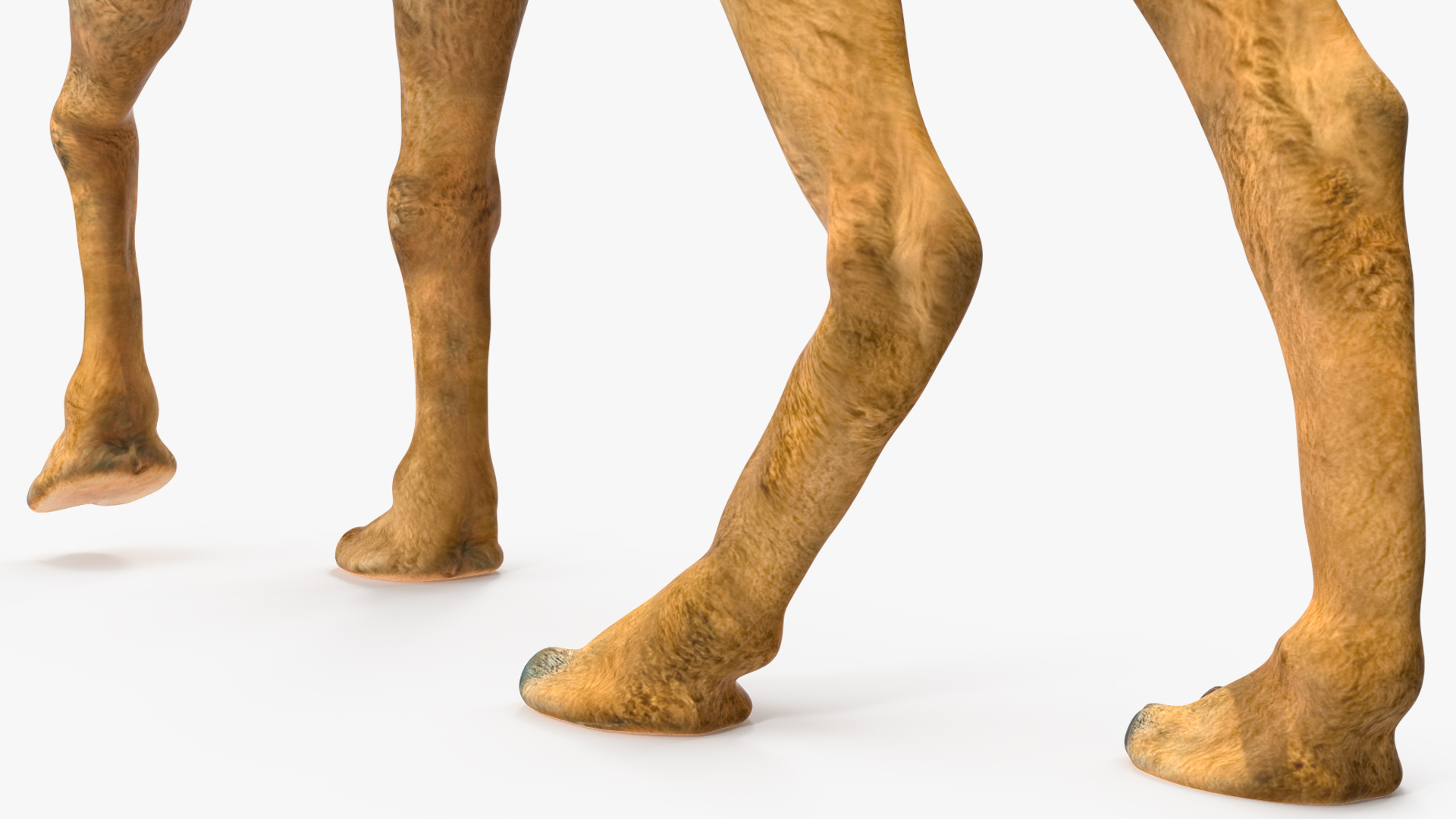 Bactrian Camel Walking Pose 3D