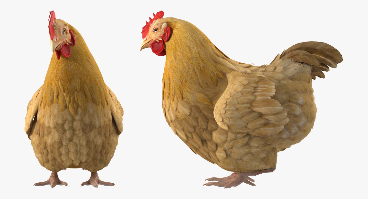 Chicken Rigged 3D model