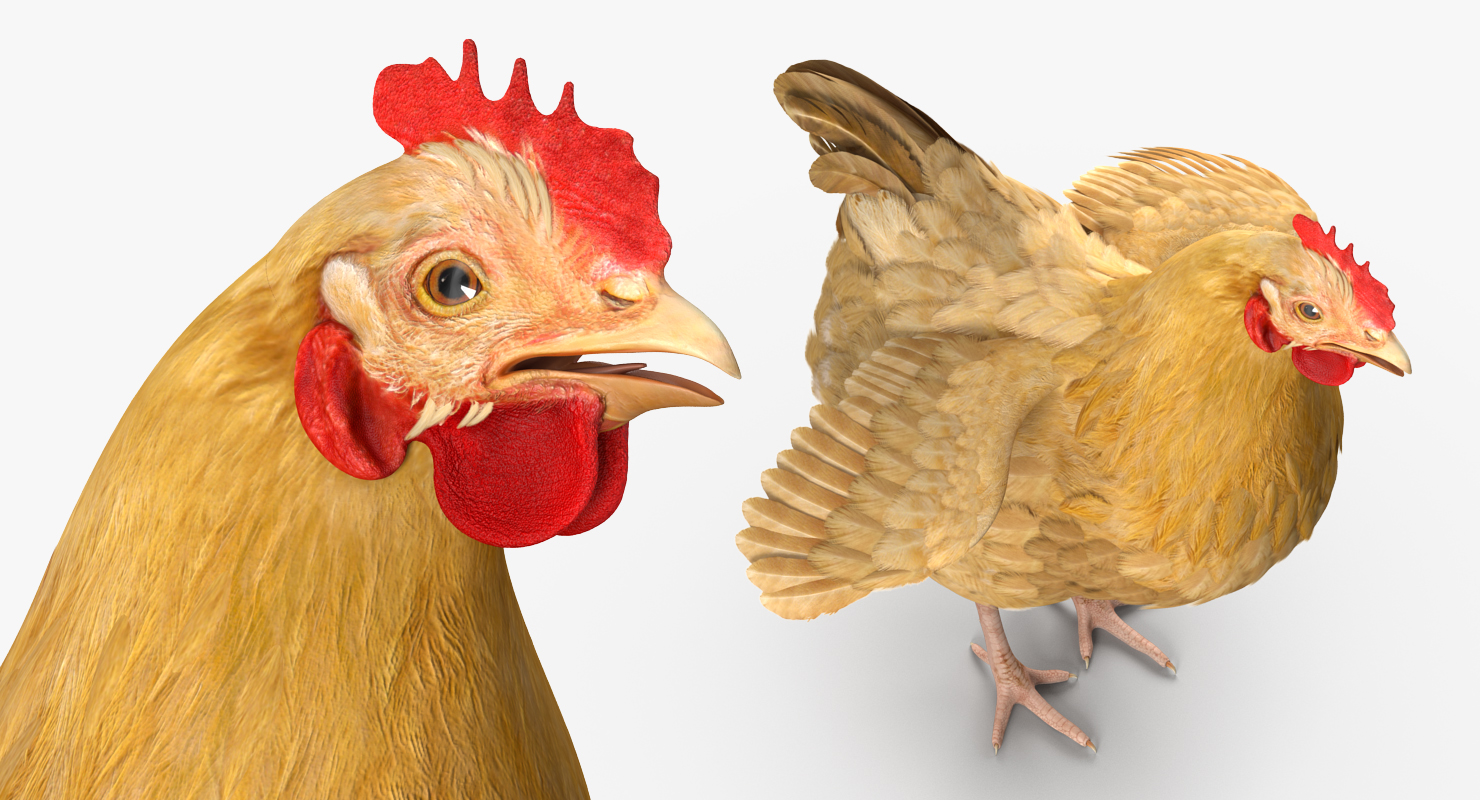 Chicken Rigged 3D model