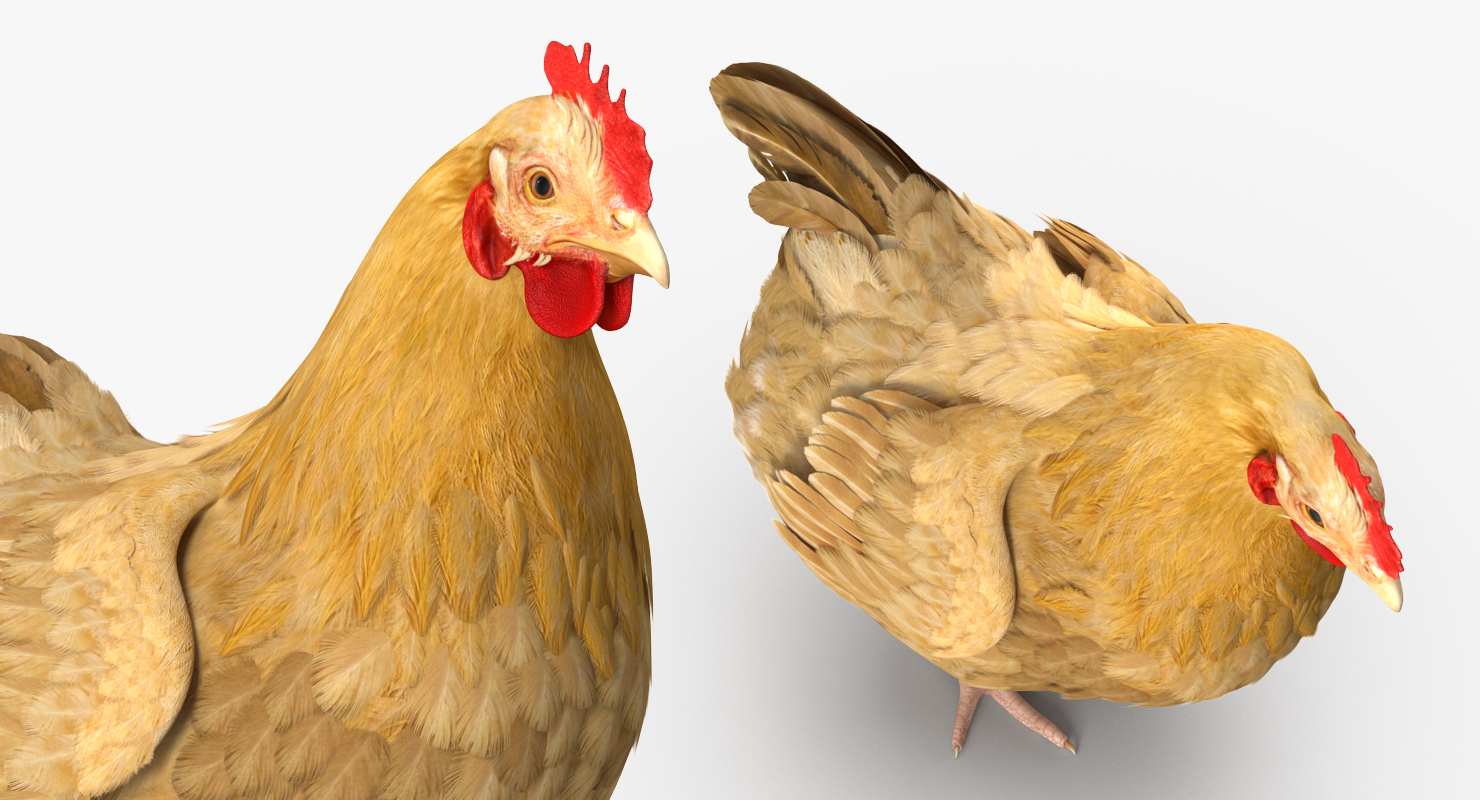 Chicken Rigged 3D model