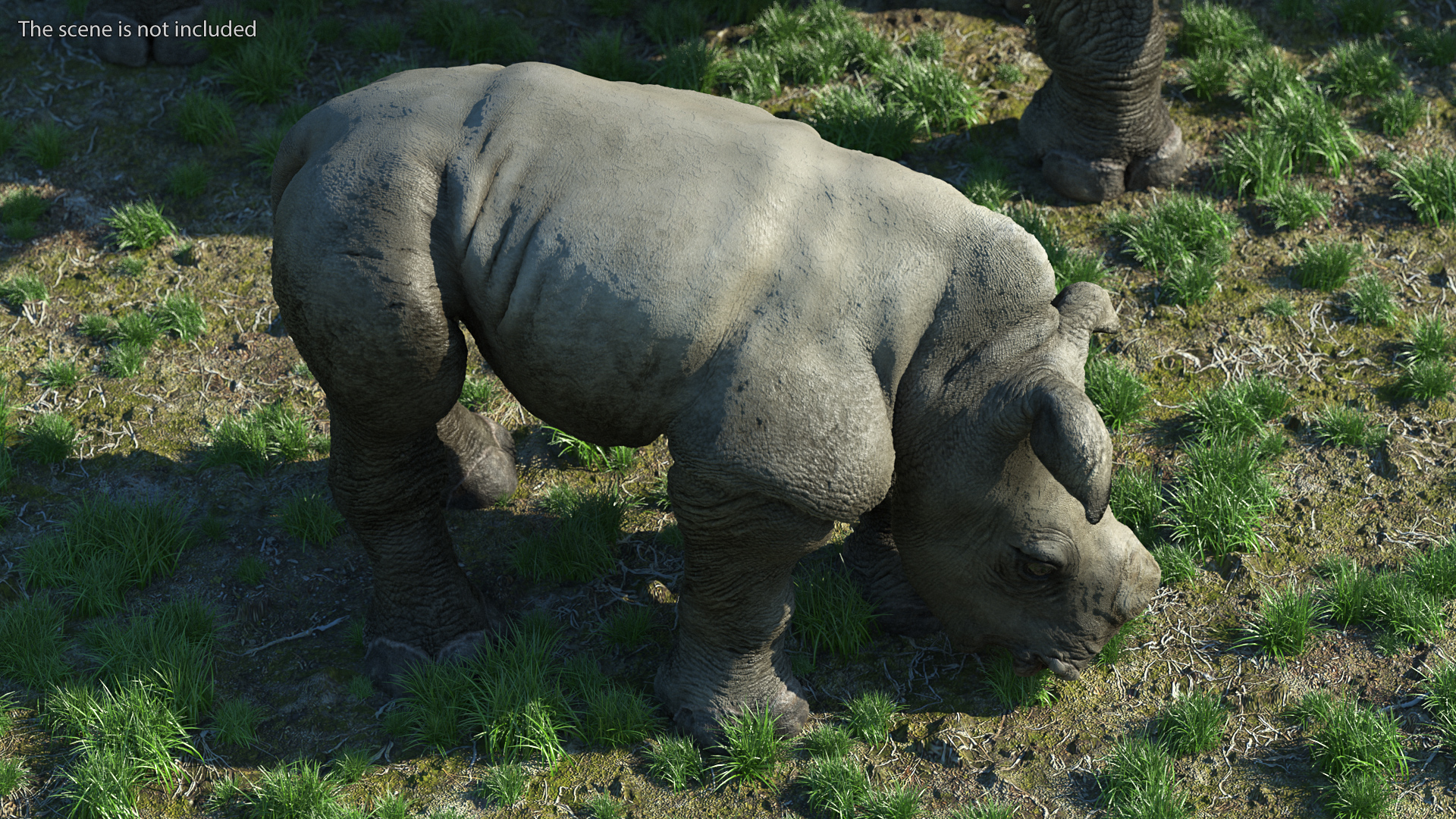 Baby Rhino Drinking Pose 3D model