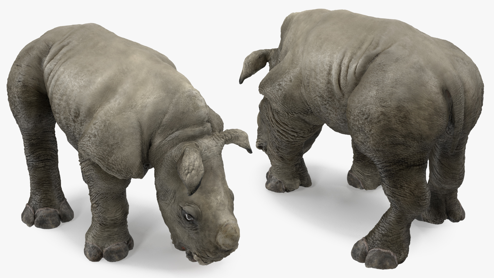 Baby Rhino Drinking Pose 3D model