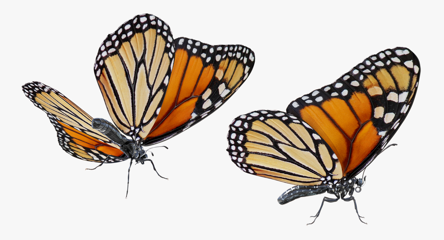 3D Danaus Plexippus Butterfly