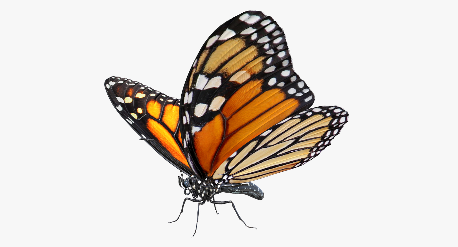 3D Danaus Plexippus Butterfly