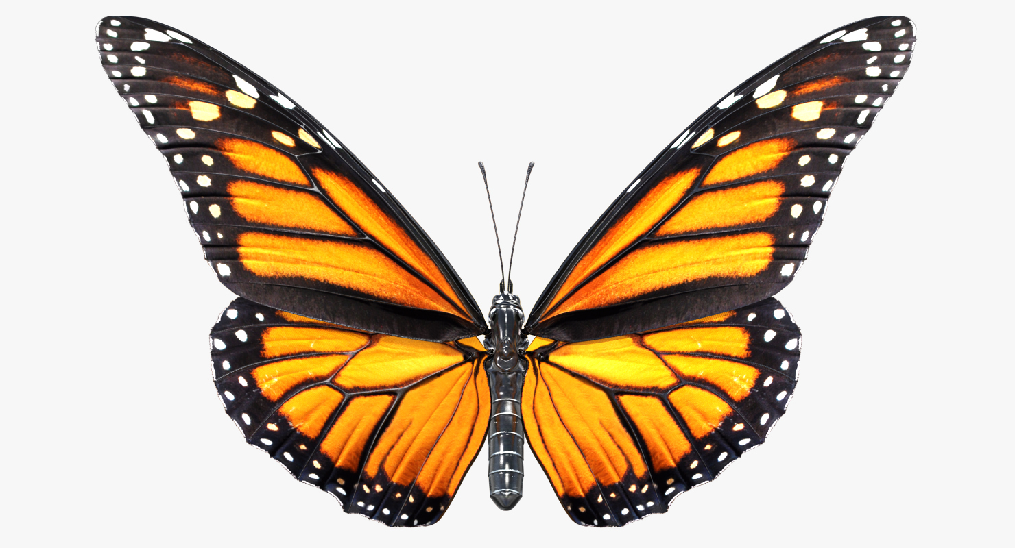 3D Danaus Plexippus Butterfly