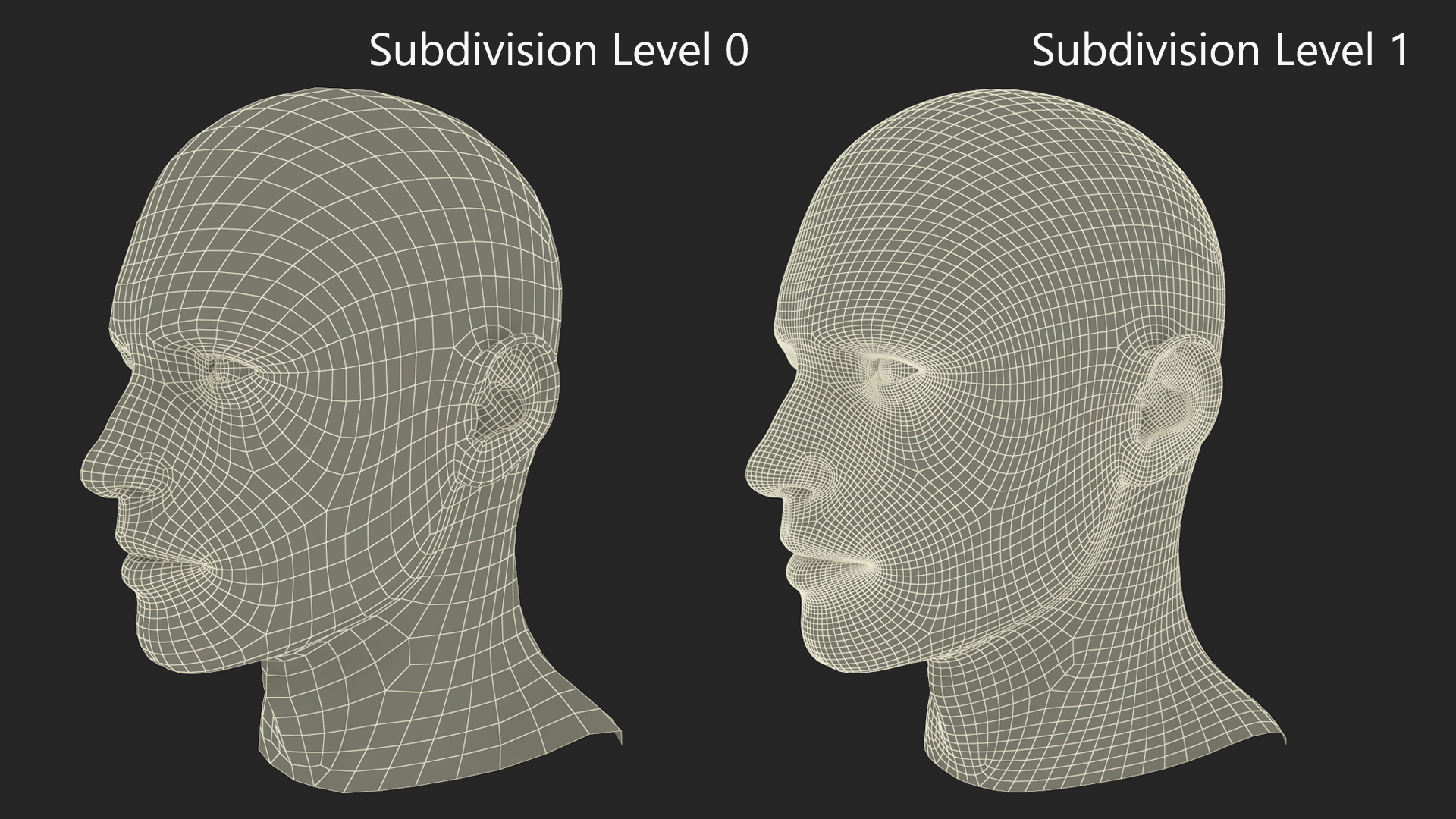 3D Male Head Fur model