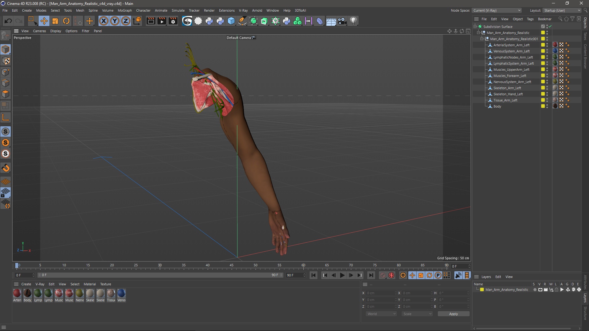 3D model Man Arm Anatomy Realistic