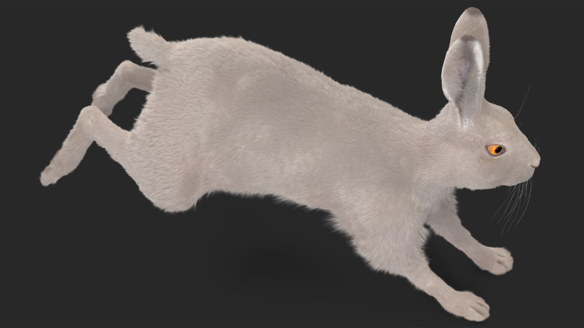 3D White Hare with Fur Animated model