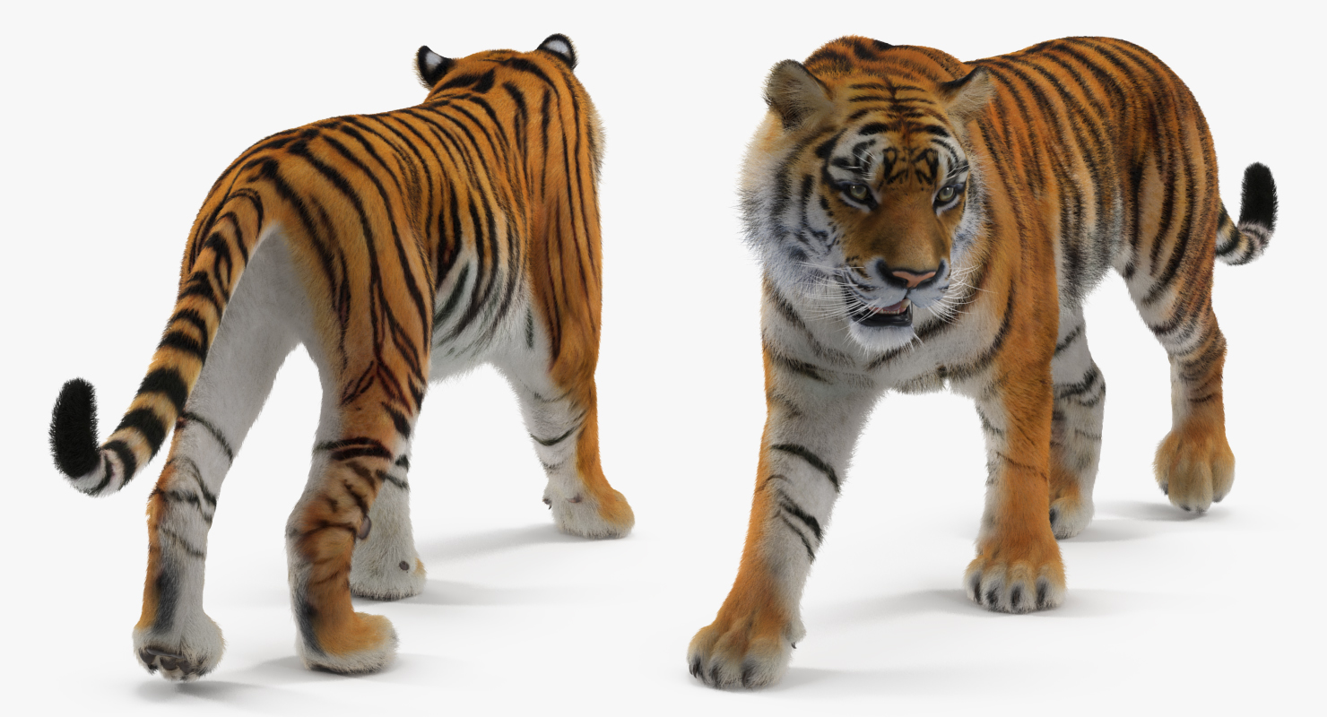 3D Tiger Walkig Pose with Fur