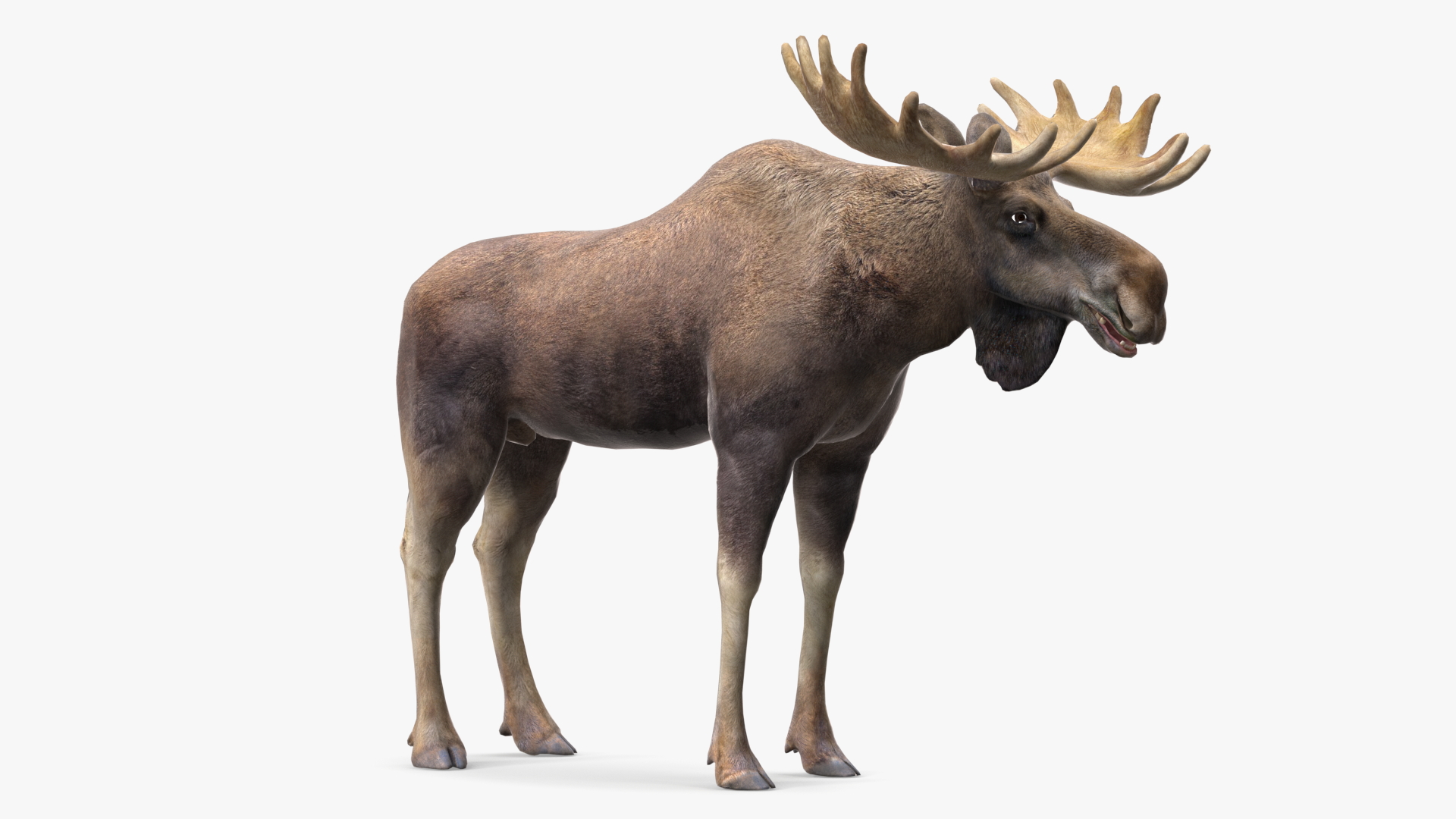 3D Elk No Fur Rigged for Cinema 4D