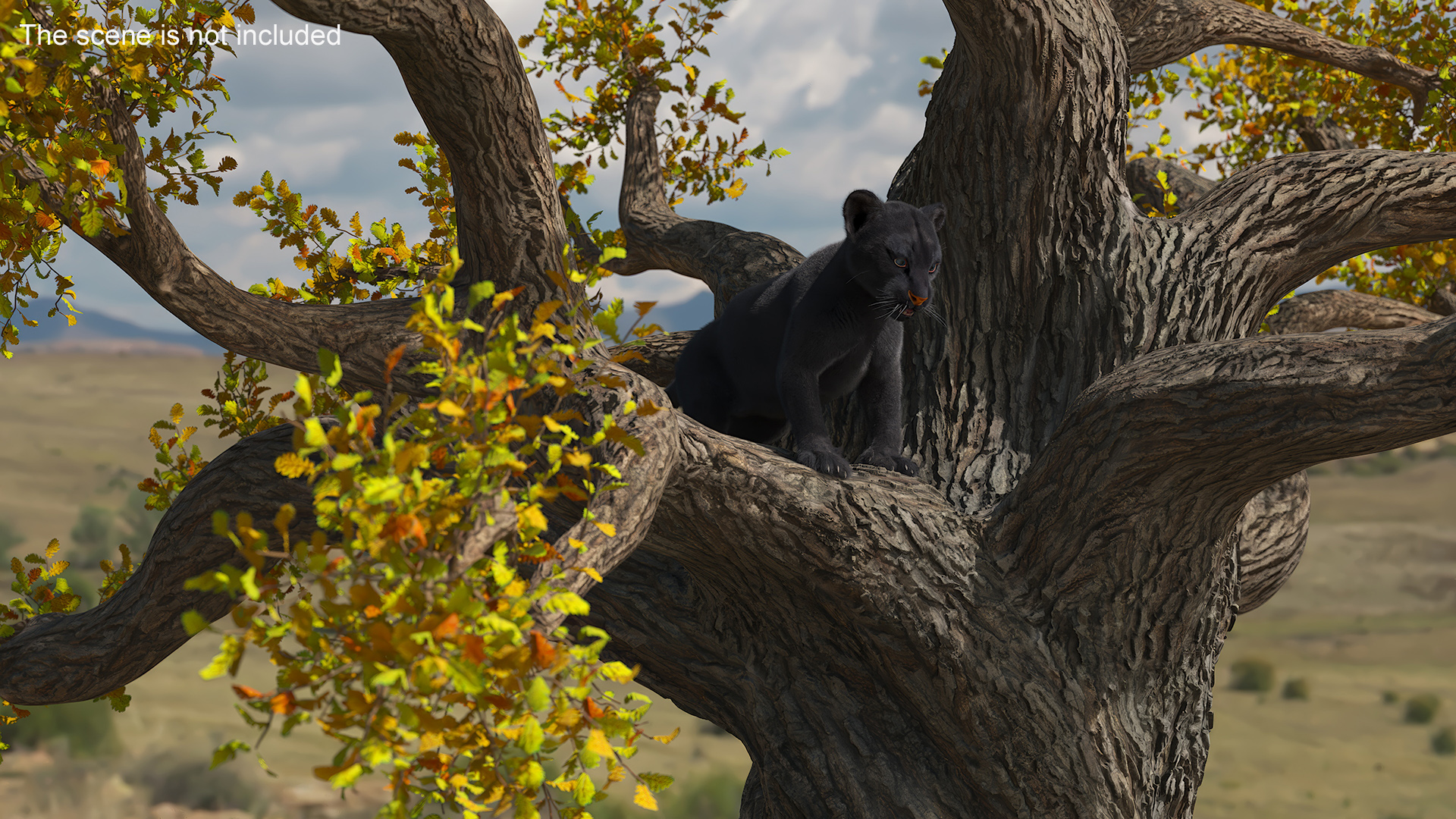 3D model Black Panther Cub on Ancient Twisted Tree Fur