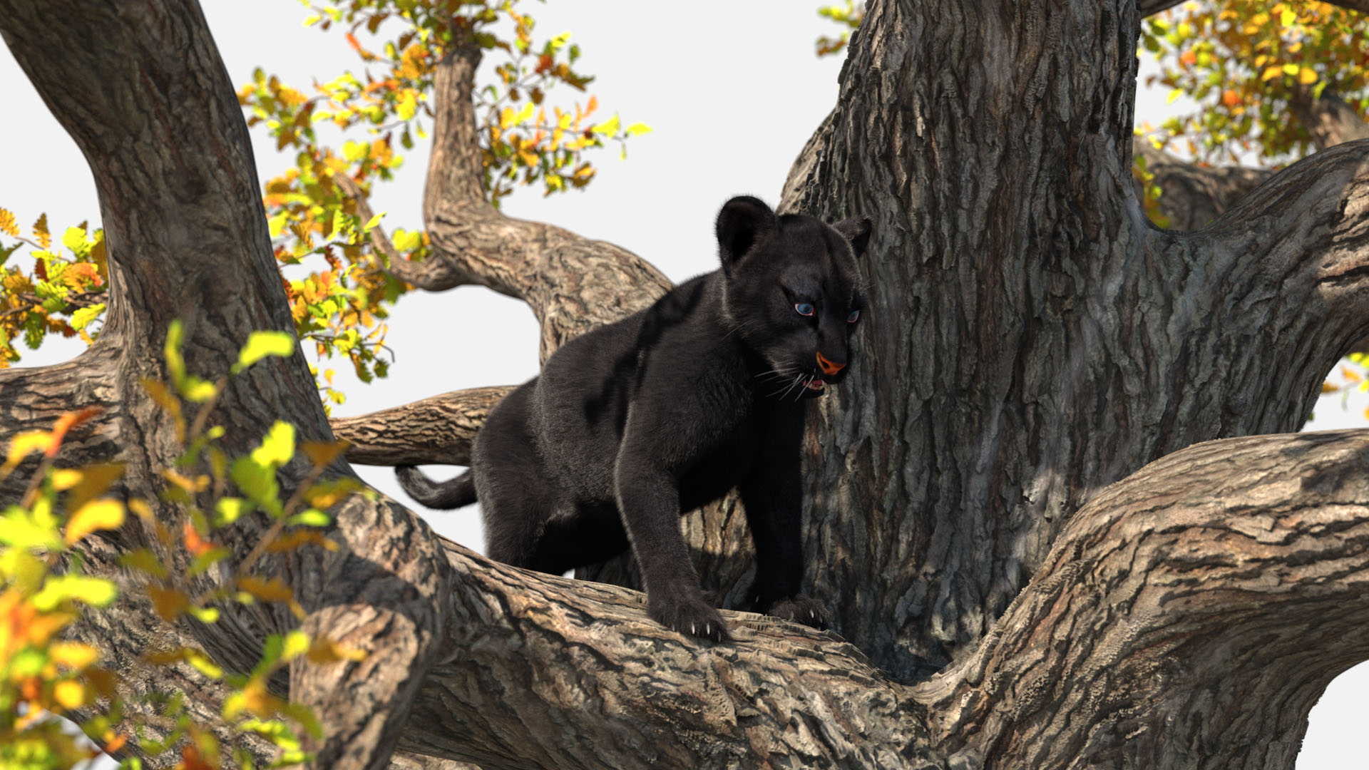 3D model Black Panther Cub on Ancient Twisted Tree Fur