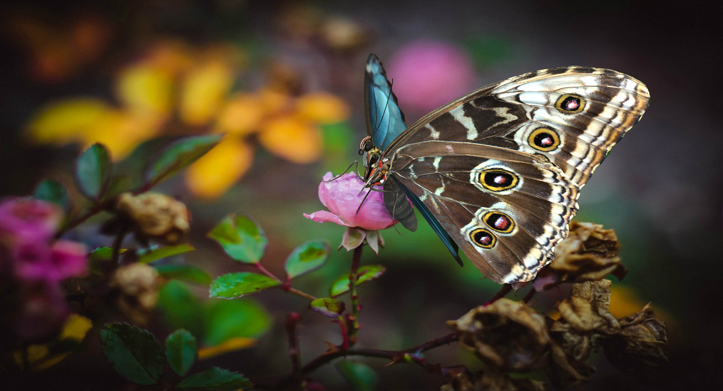 Morpho Peleides Butterfly Rigged 3D