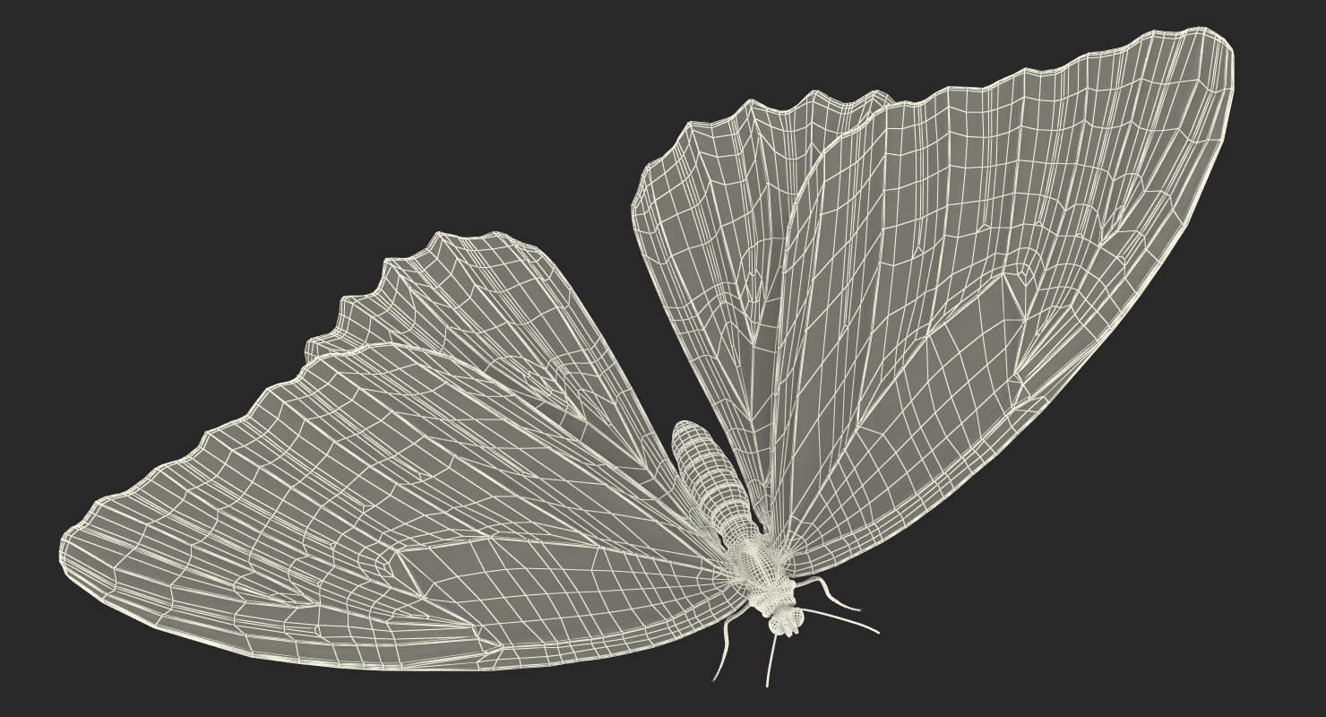 Morpho Peleides Butterfly Rigged 3D