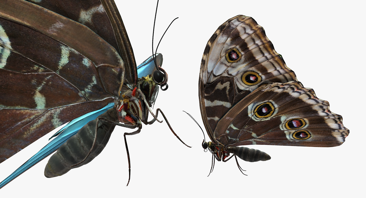 Morpho Peleides Butterfly Rigged 3D