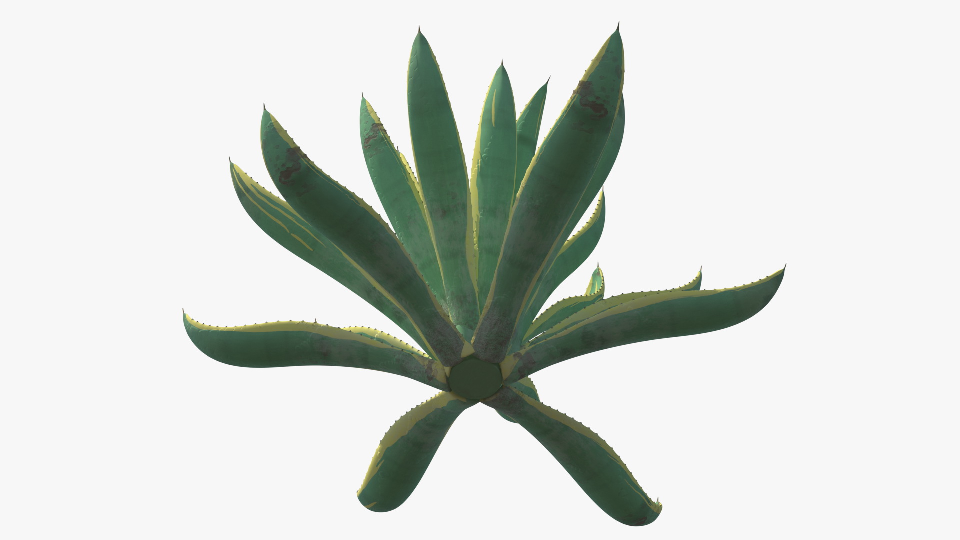 Agave Americana Century Plant 3D model