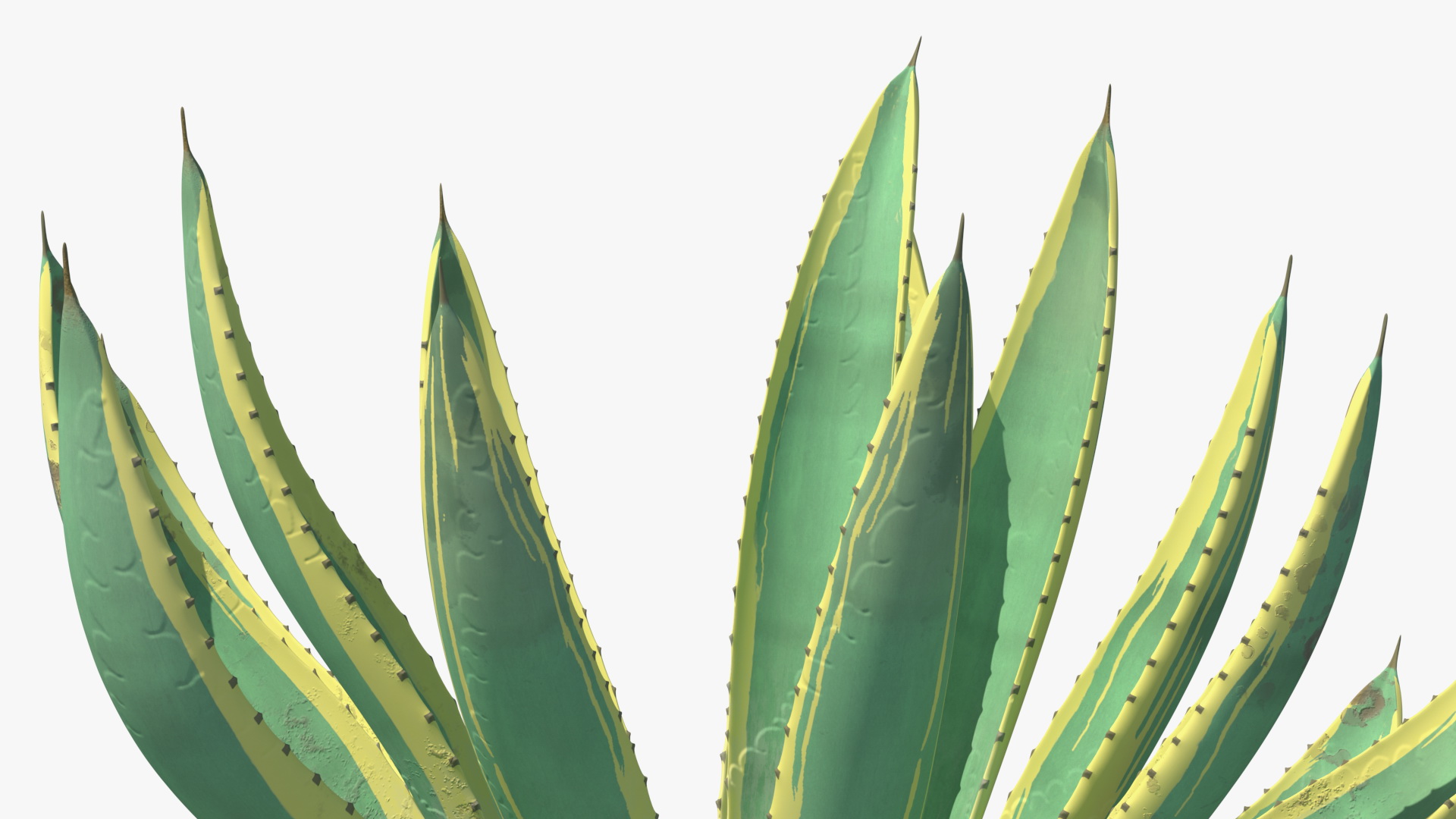 Agave Americana Century Plant 3D model