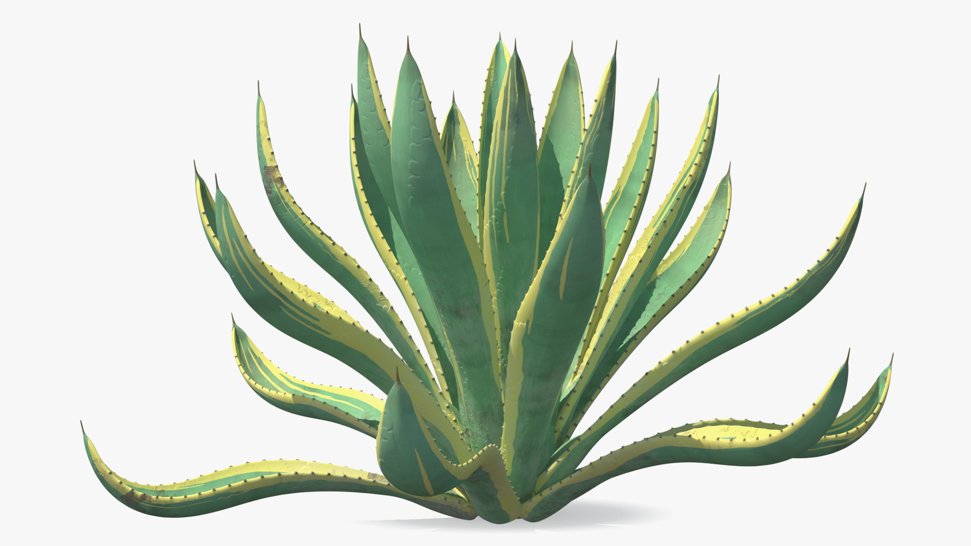 Agave Americana Century Plant 3D model